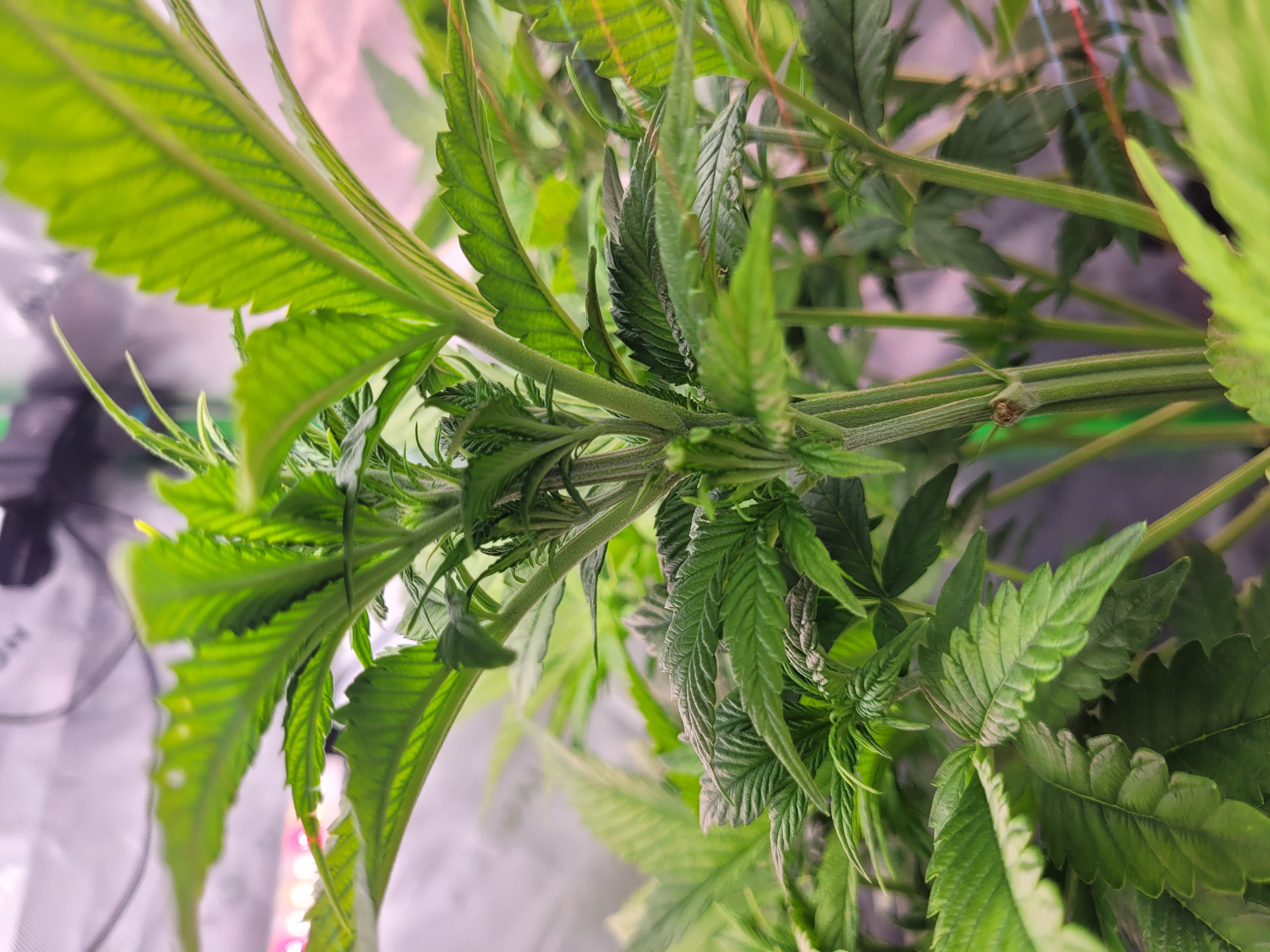 Then I have this issue. Not sure what strain. Not sure if auto or photo. What r ur ideas? What should I do with it, clone, pull put, keep growing? I have no extra room. — photo 1