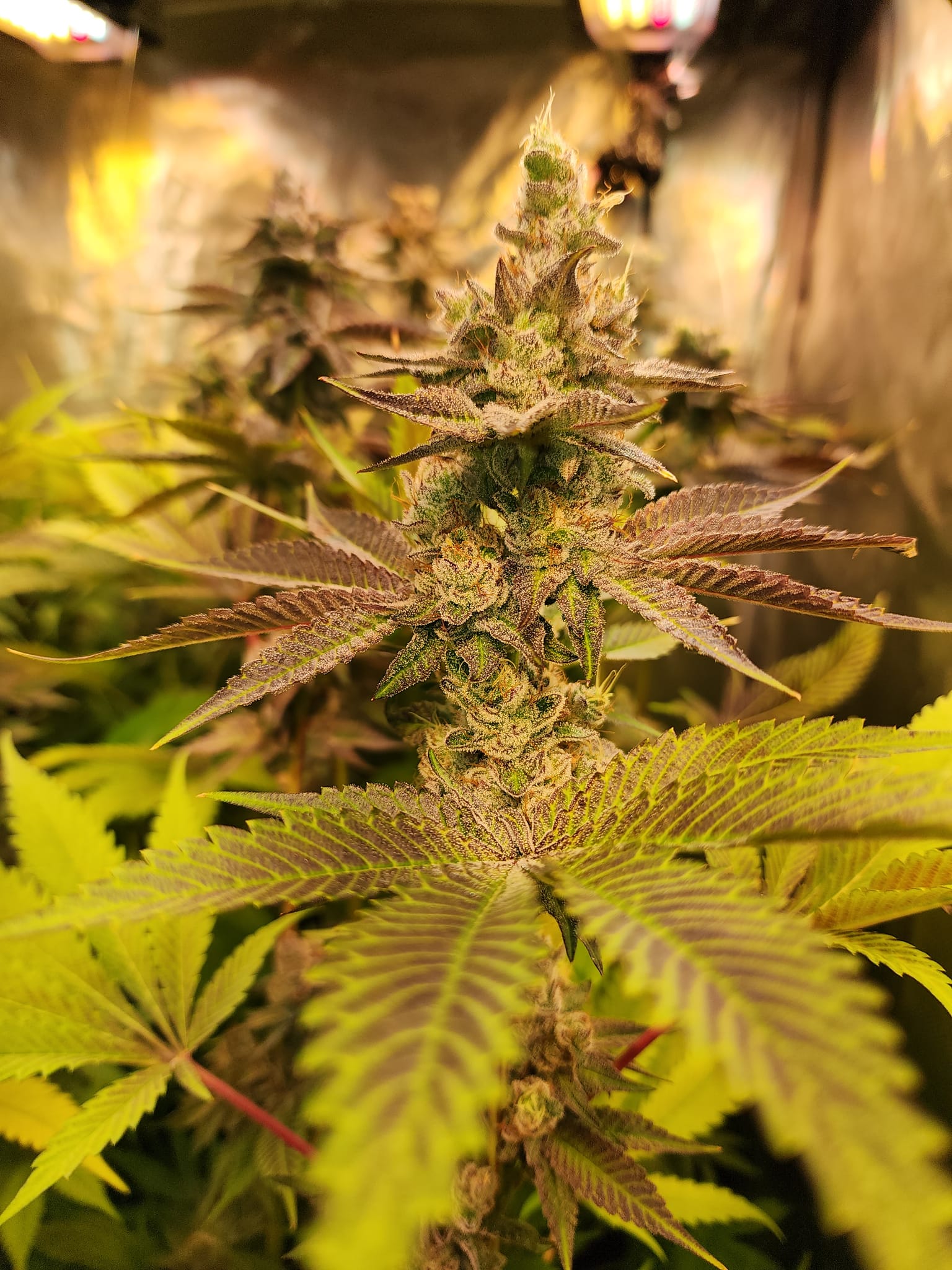 Trap God has got my fingers sticky entering this in.  Lovely bag appeal, nice density and a strong lovely scent.  She just needs to put some weight on!   She still smells of Sour jolly ranchers... or maybe a cherry Kool aide with way too much sugar.