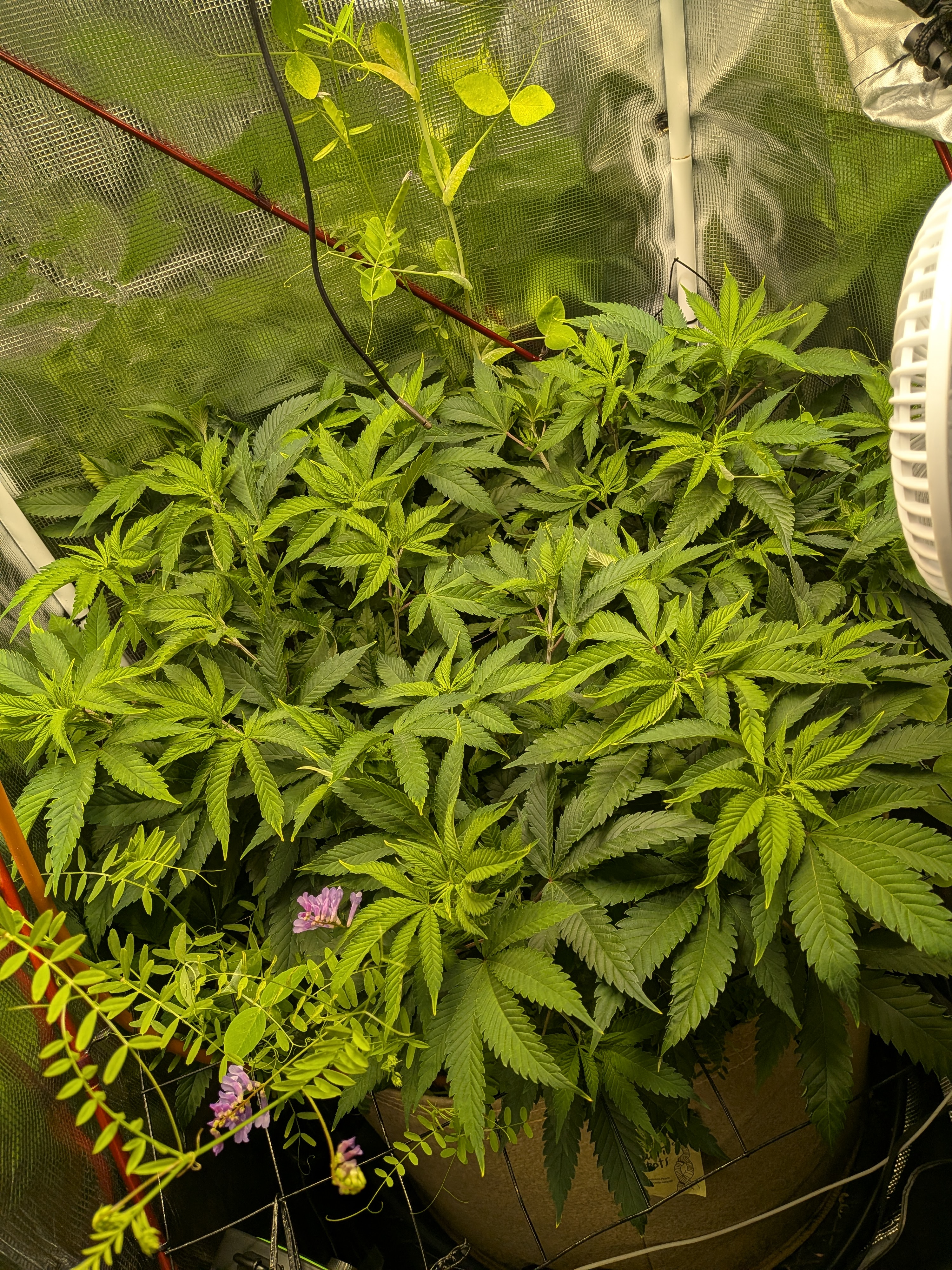 Getting ready to flip my girl "Donna"-White Widow from Homegrown Cannabis Co.