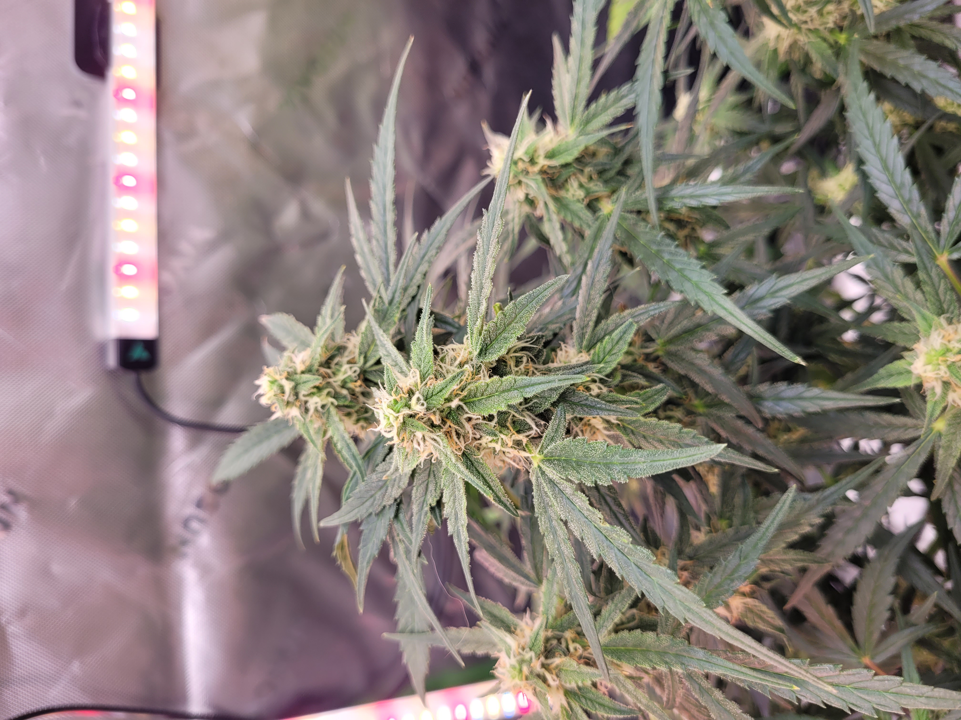 Week 3 flowering.  It's looking good. I 🤩 — photo 3