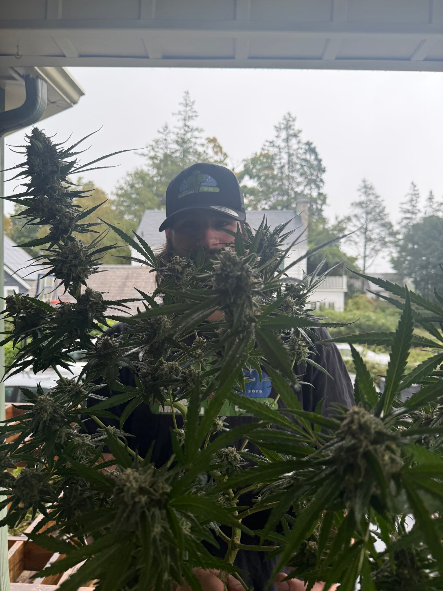 15 Weeks and 6 days of Purp 2.0 in 5 gallon

It’s a sad day but purp 2.0 is officially culled. Bud rot got the best of purp 2.0 and I cut my losses. Not even worth tryna save it and bring it near my main tent. Of course I had to take my pics with her before she left for good. But on another note do you see the size of that main stem top nug 😳🥲

P.S. Funny enough i literally said to @sly_aka_loco that i wanted to run a test on one of the nugs so I can see what mold looks like on a nug and welp i guess that experiment ran its course 😂💀

P.S. info on why I I clipped the one nug off on IOP 👀
 
#seedtoharvest #outdoor #plantgrowth #purplepunch #homegrow — photo 3
