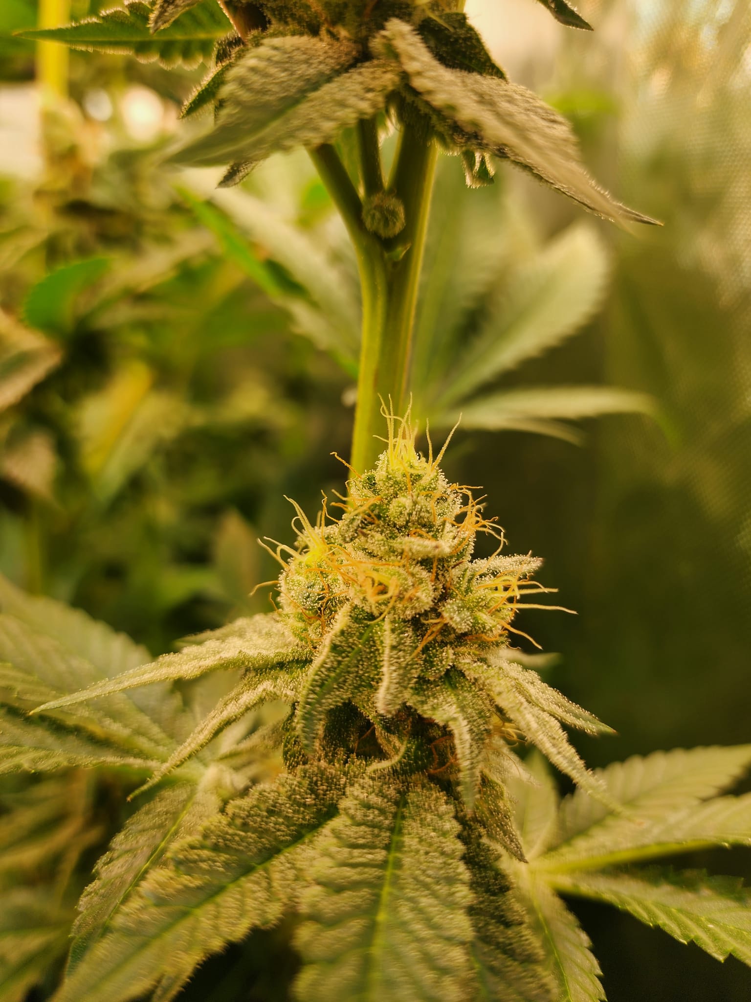 Trap God from SolFire Gardens.  She's got cute cone shaped nugs.  She is the second loudest in the tent.  She's putting out sour berry jolly rancher scents. — photo 2