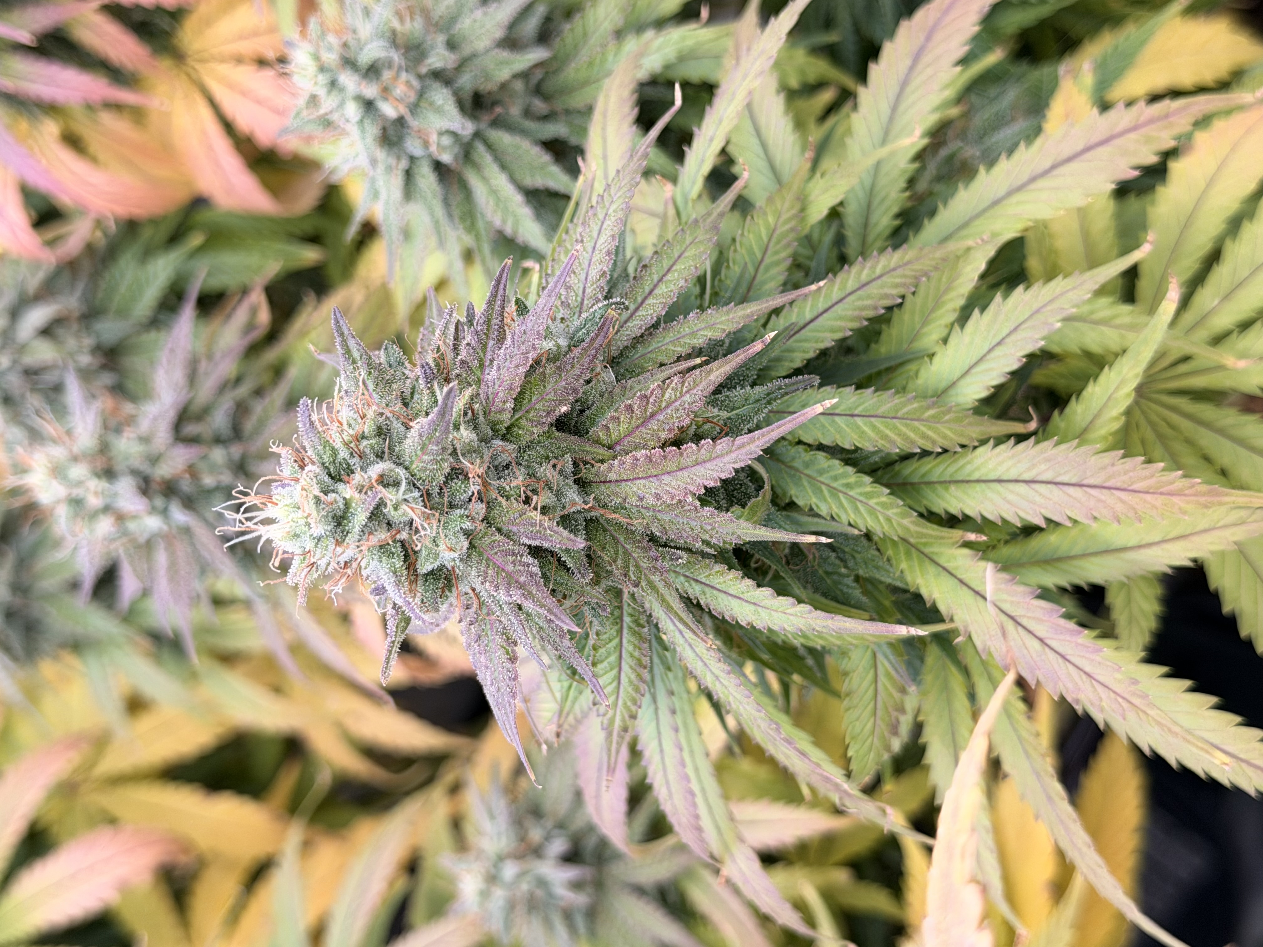 Look at those colors!! She’s definitely right at the finish line. Tinfoil Hat (Durban Poison x Afterglow) from Irie Genetics. Looking amazing under the Mammoth Nova Sun 8 bar 950w spectrum tuning led, MAMMOTH BABY!!🤘🏻🤘🏻🤘🏻. Gatta give props to The Jug Dealers too, I used Blastogen and Thunder Bloom to get these frosty, massive, and compact buds. Absolutly love this combo!!