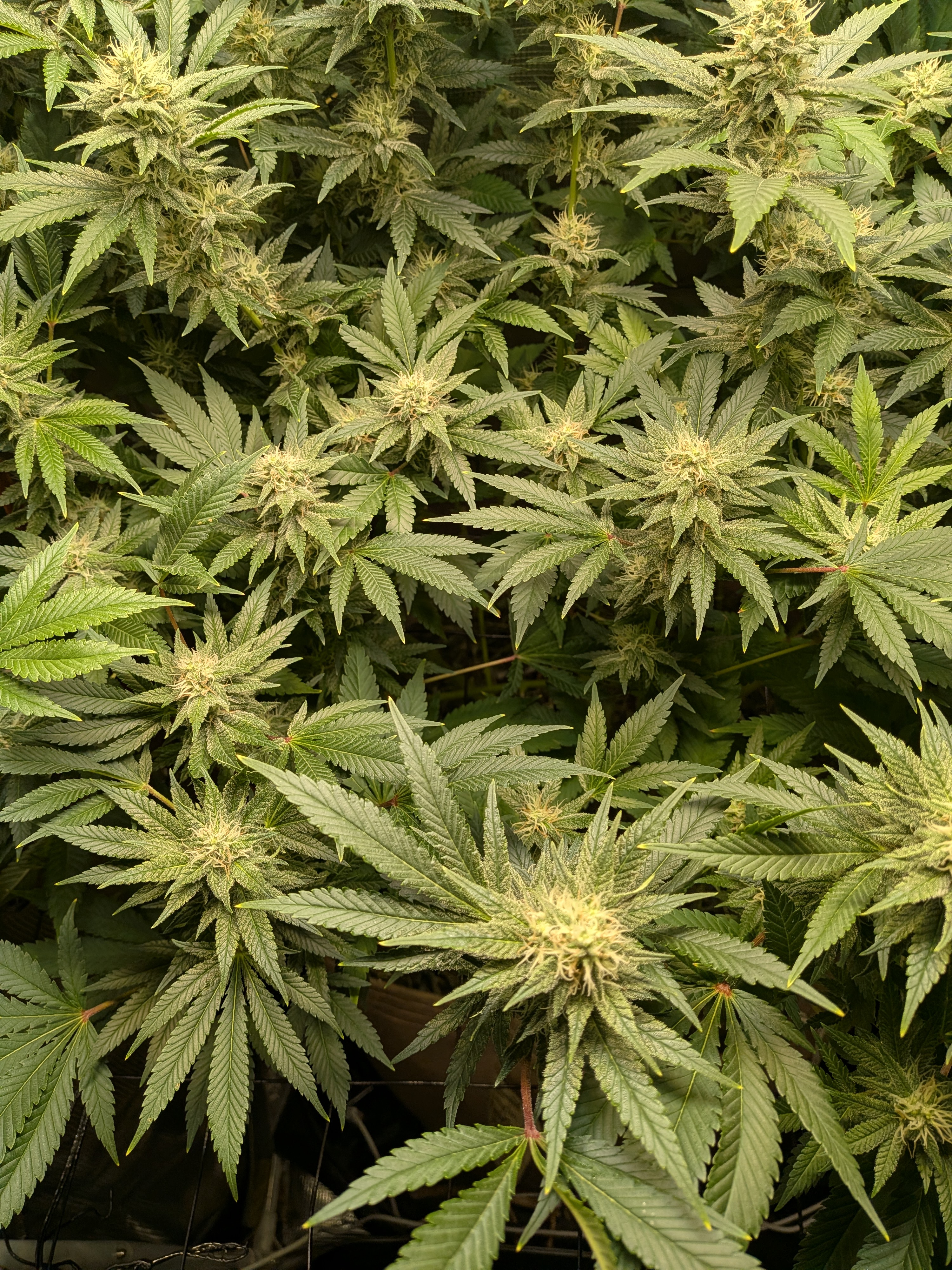 My girl Donna coming along nicely. About 3-ish weeks into flower 🤘
