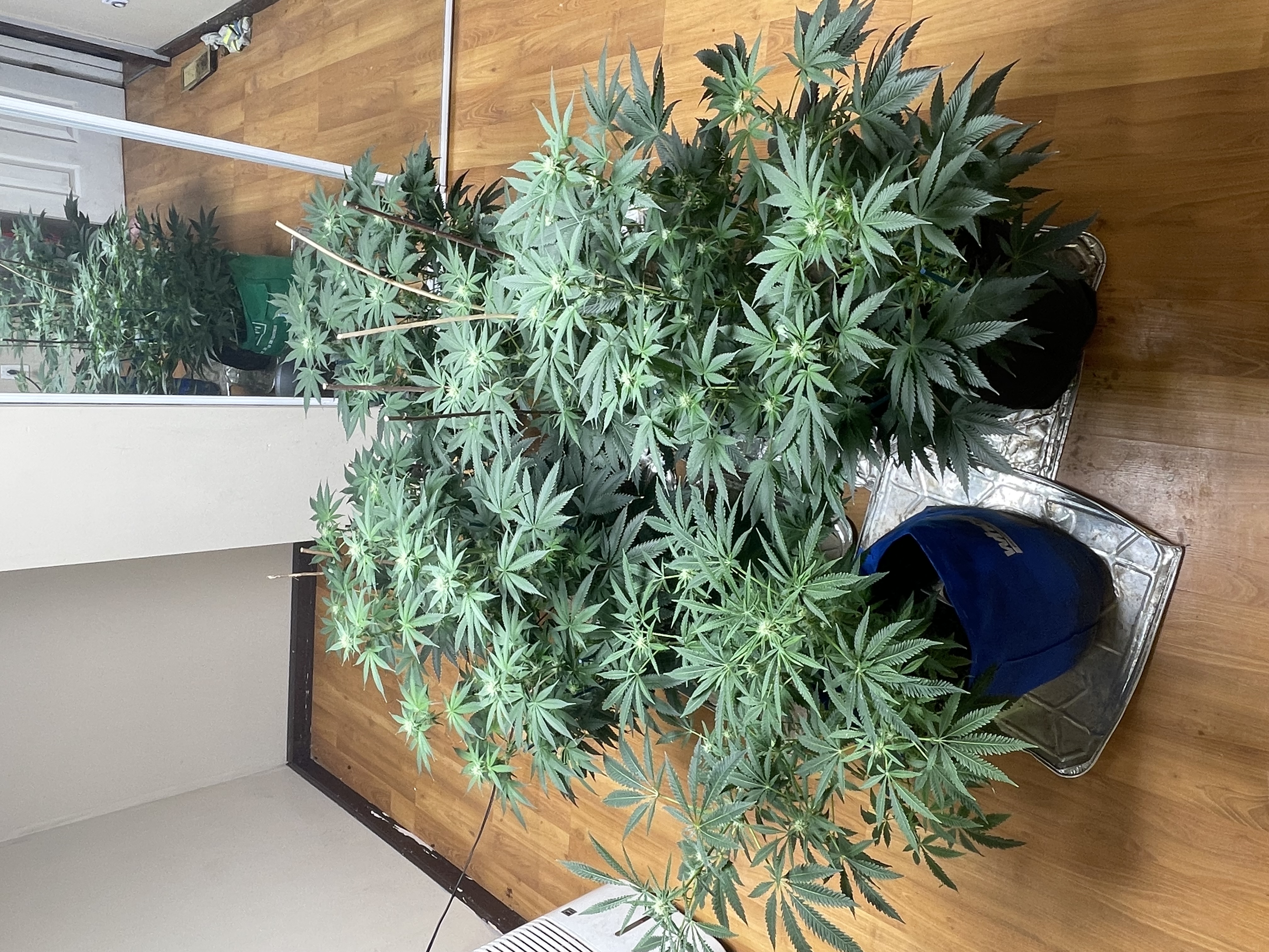 Cannabis grow update by @travisbouey56 on Internet of Pot