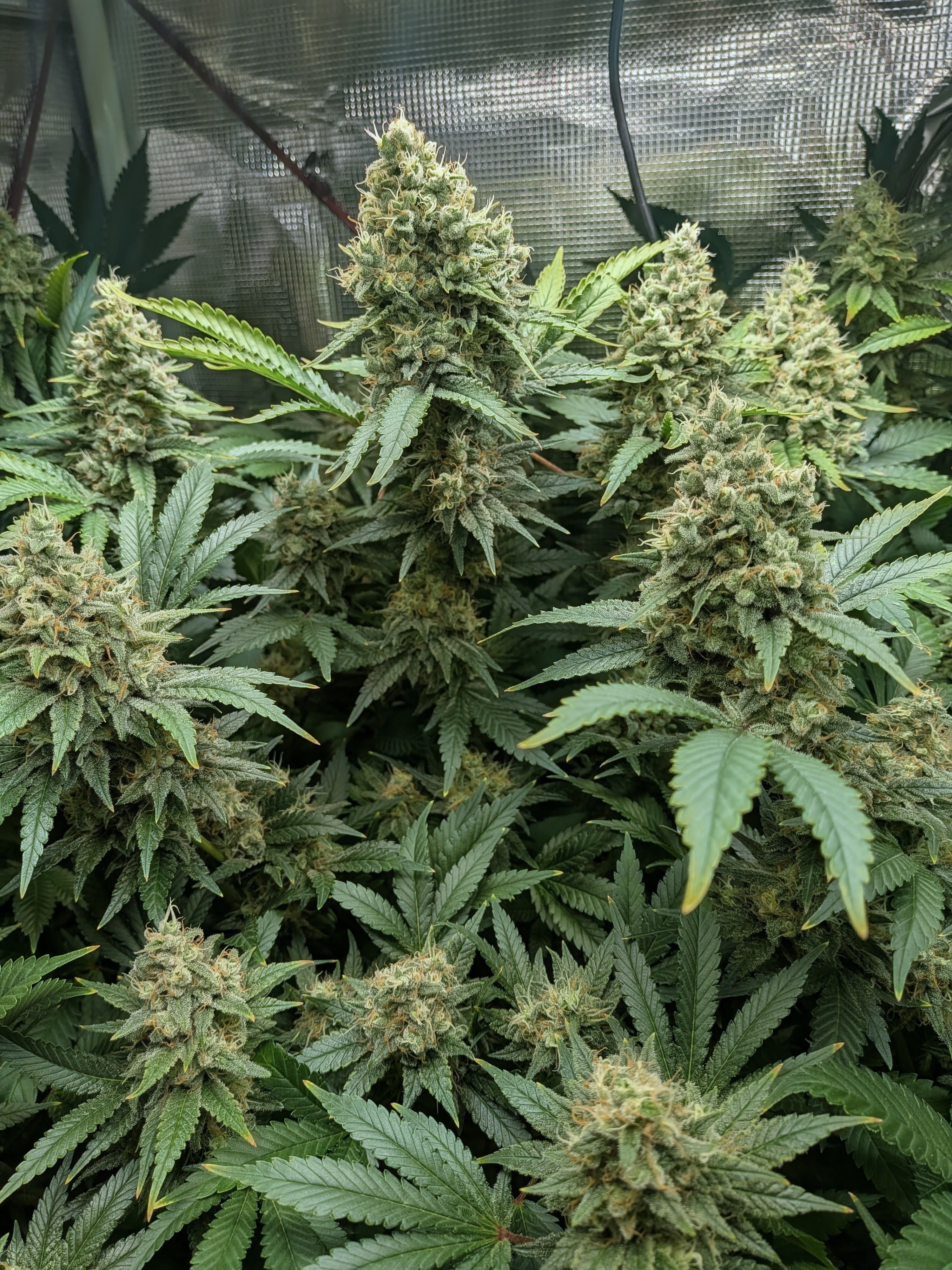 Oh Donna-update about 5-6 weeks into flower. I only have a few grows under my belt, but this is turning out to be my best so far. #progress 🤘