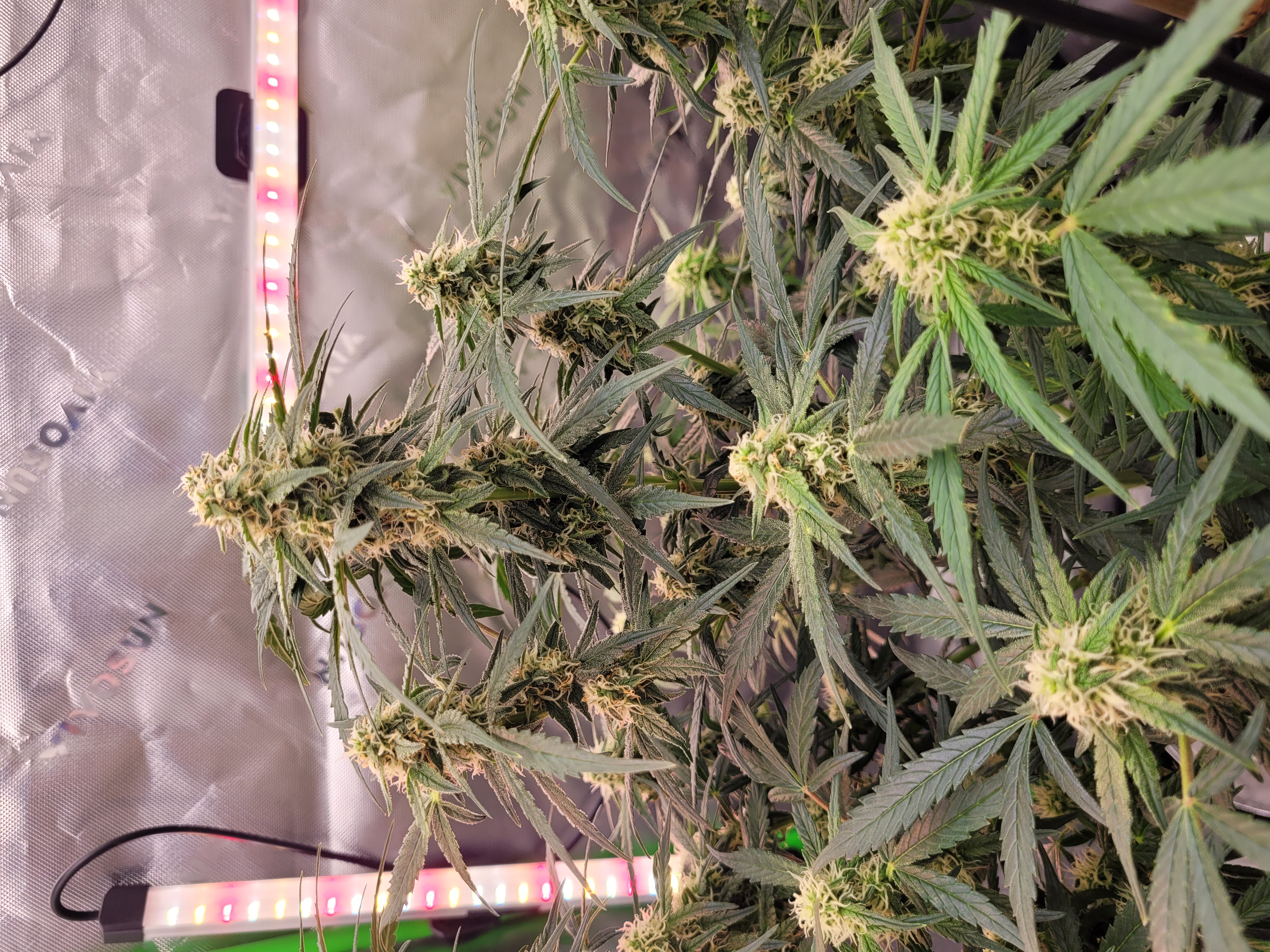 Week 3 flowering.  It's looking good. I 🤩 — photo 2