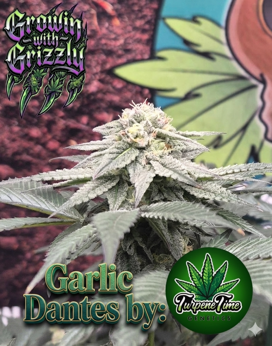 Cannabis grow update by @grizzly on Internet of Pot