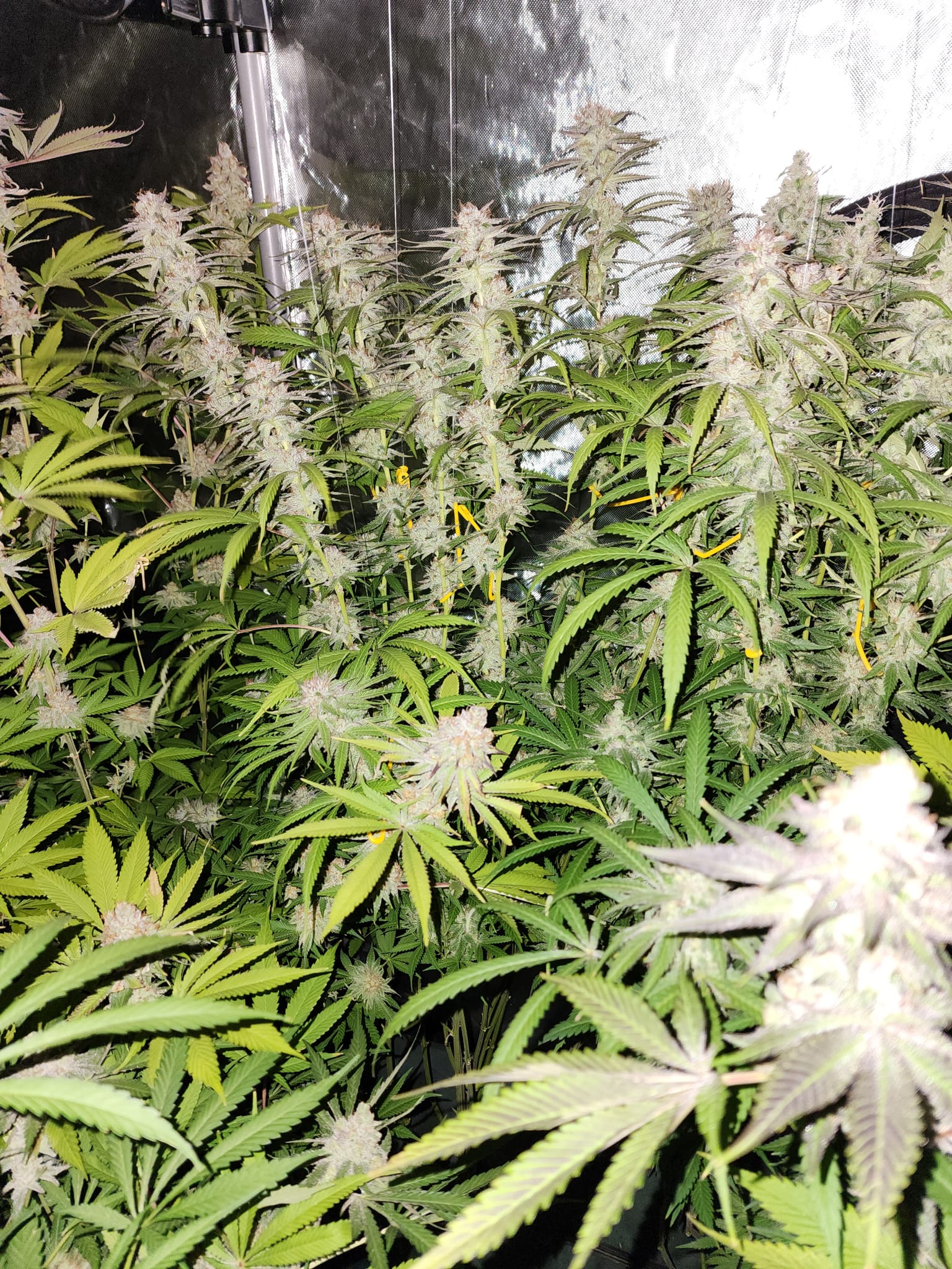 Just updated the grow log for my tent!  I think my next update will be right before chop.  Just finished week 7!  The plan is to harvest around week 10, so 3 weeks to go.   Here's some night shots! — photo 2