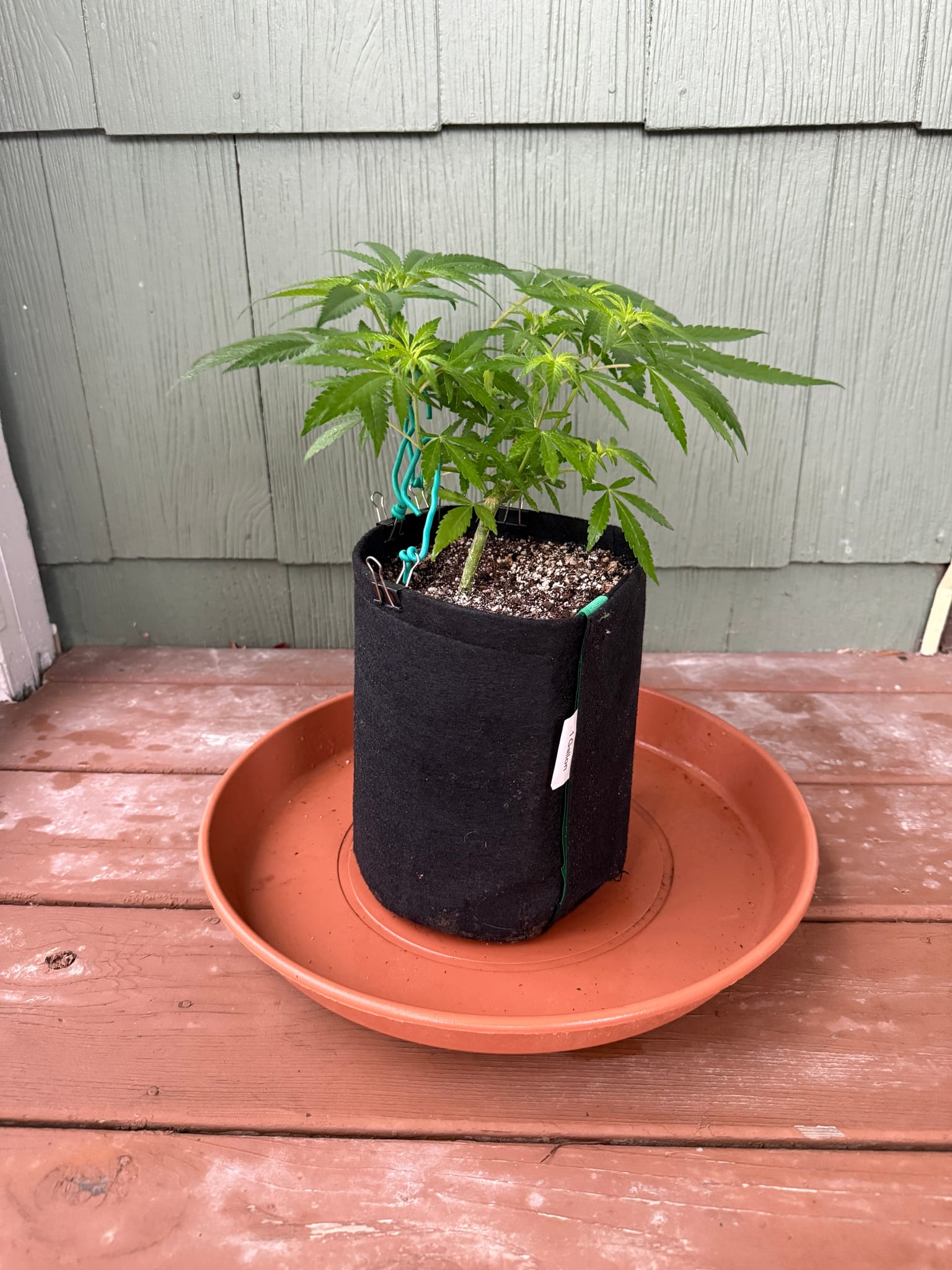 Cannabis grow update by @mrbroccoliman38563 on Internet of Pot