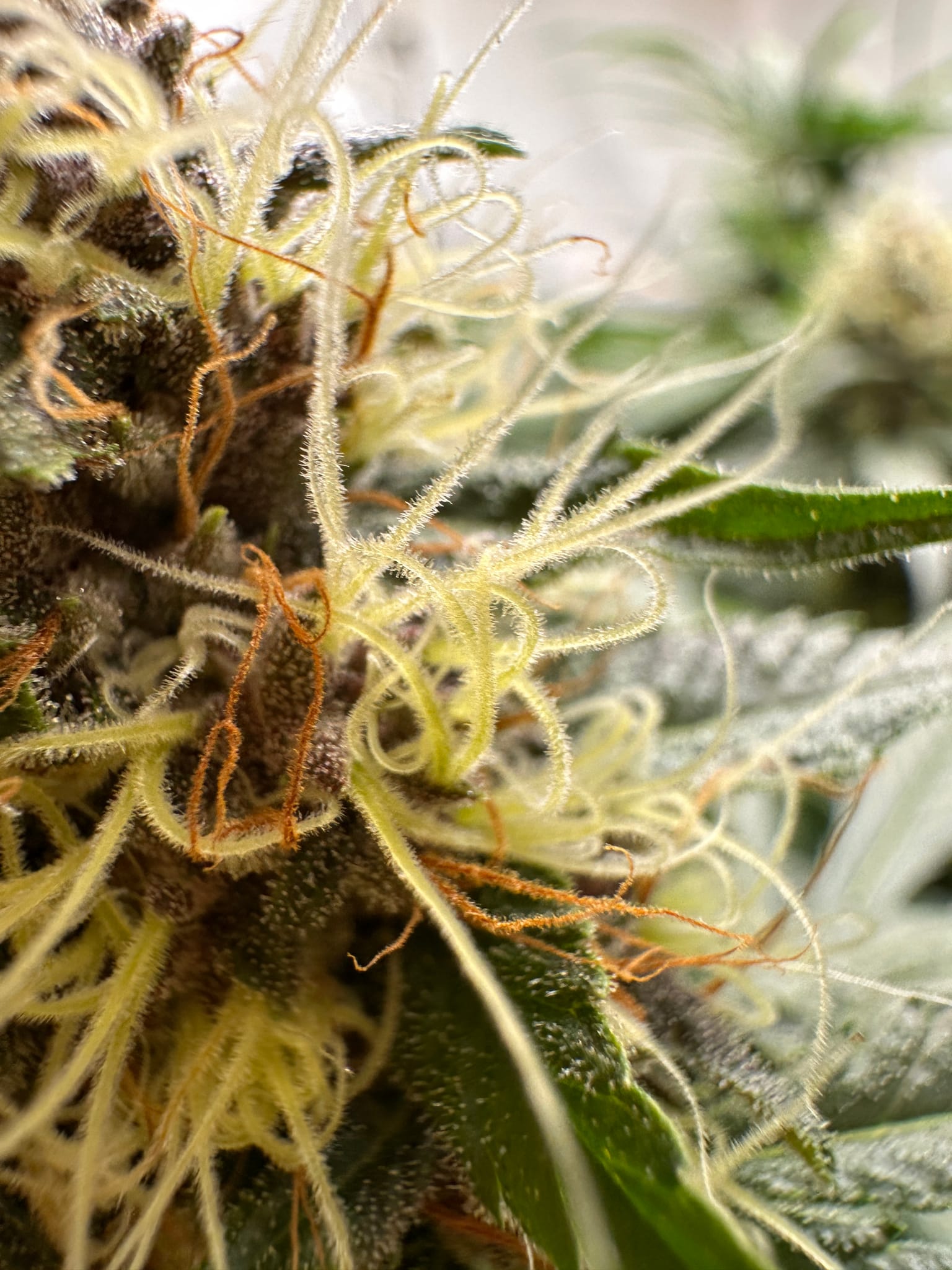 reporting from the flower room 
ladies are looking FOINE
we've got color on two of Jack's Velvet Punch F3's!
Bodhi's Dragons bloods are stacking up well -
The bleeder pheno is not as vigorous as the rest.
The menthol stem rub is still strong on the other pheno that made it to flower. — photo 3