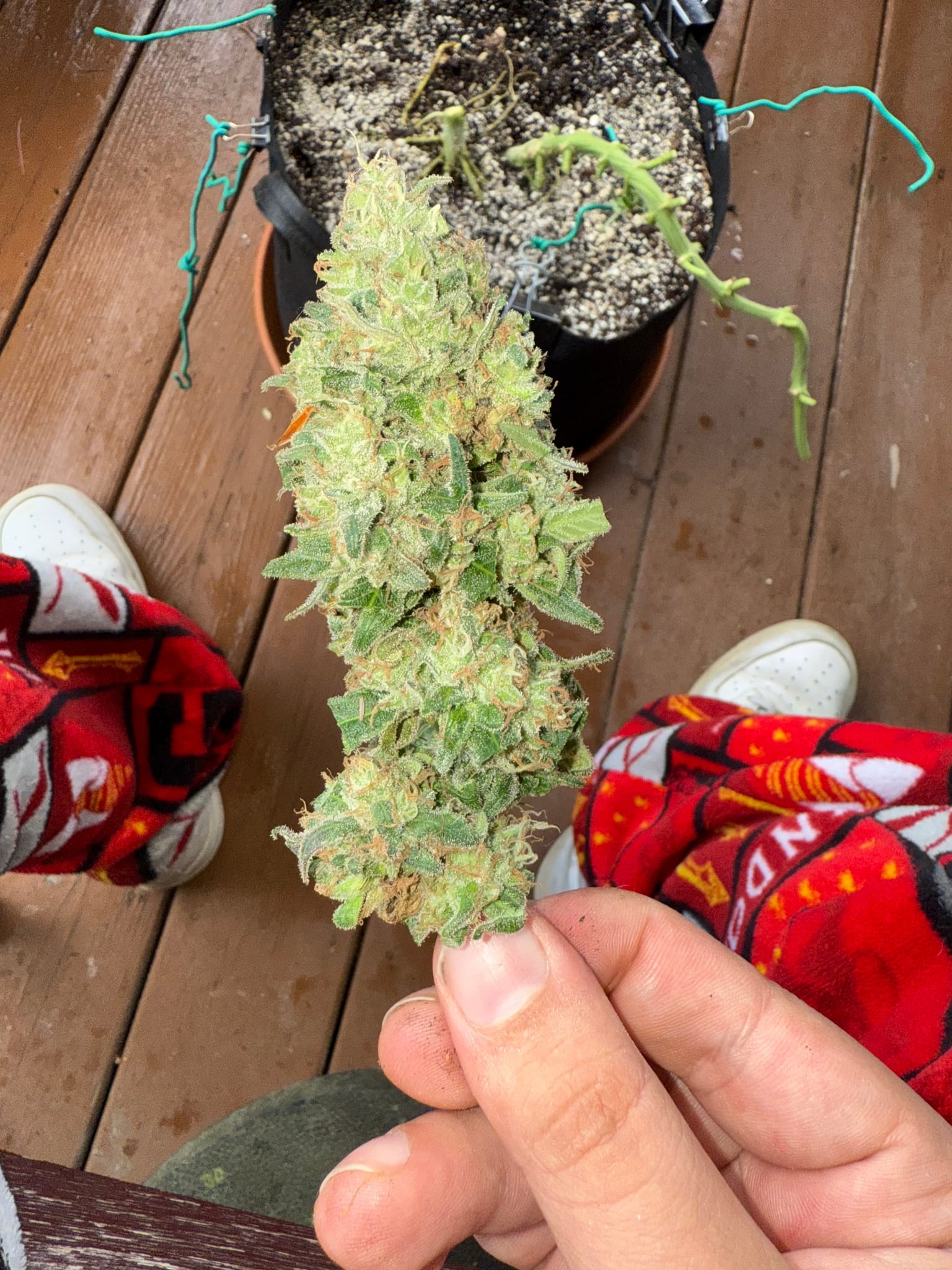 15 Weeks and 6 days of Purp 2.0 in 5 gallon

It’s a sad day but purp 2.0 is officially culled. Bud rot got the best of purp 2.0 and I cut my losses. Not even worth tryna save it and bring it near my main tent. Of course I had to take my pics with her before she left for good. But on another note do you see the size of that main stem top nug 😳🥲

P.S. Funny enough i literally said to @sly_aka_loco that i wanted to run a test on one of the nugs so I can see what mold looks like on a nug and welp i guess that experiment ran its course 😂💀

P.S. info on why I I clipped the one nug off on IOP 👀
 
#seedtoharvest #outdoor #plantgrowth #purplepunch #homegrow — photo 4