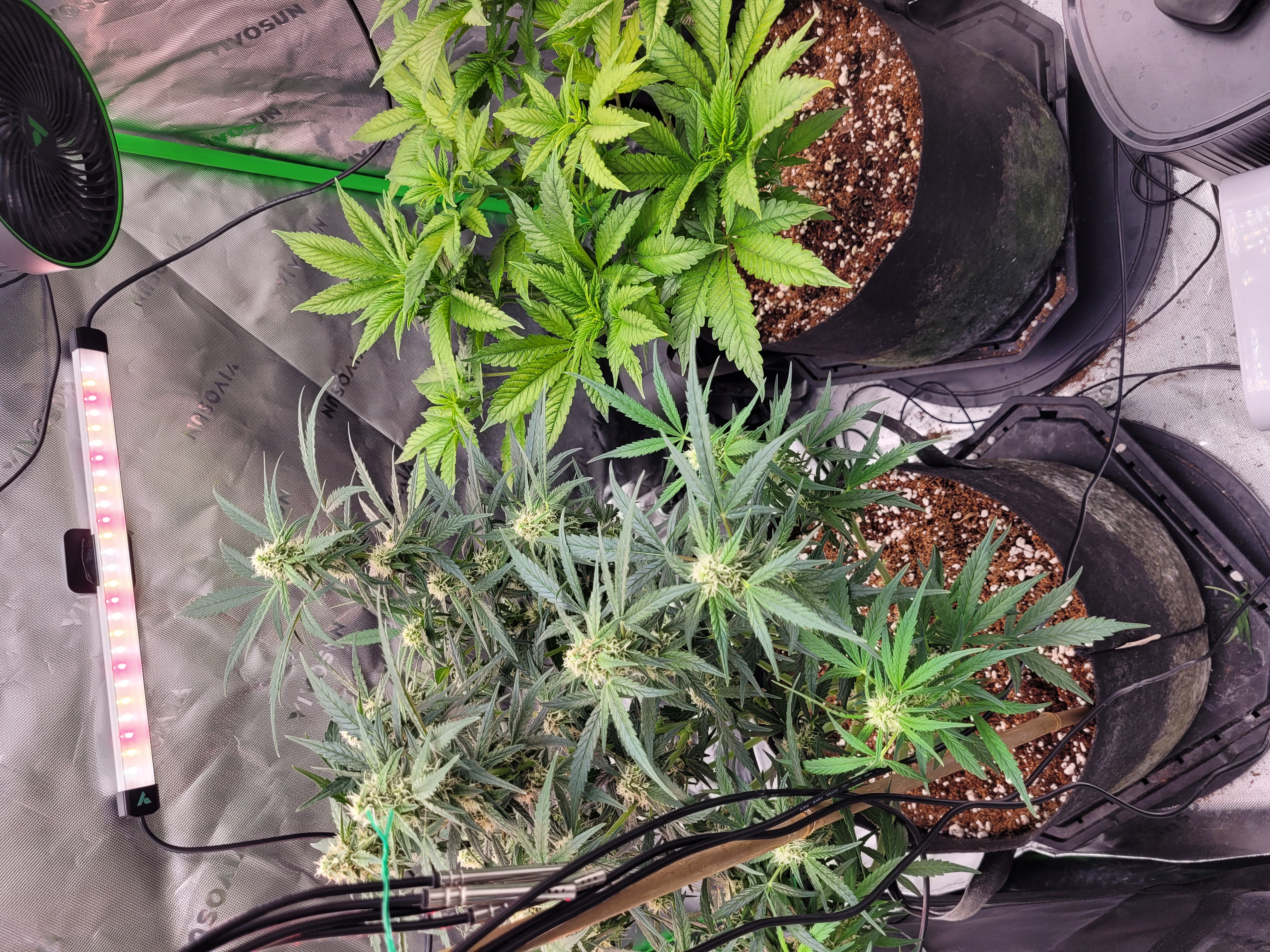 Then I have this issue. Not sure what strain. Not sure if auto or photo. What r ur ideas? What should I do with it, clone, pull put, keep growing? I have no extra room. — photo 4