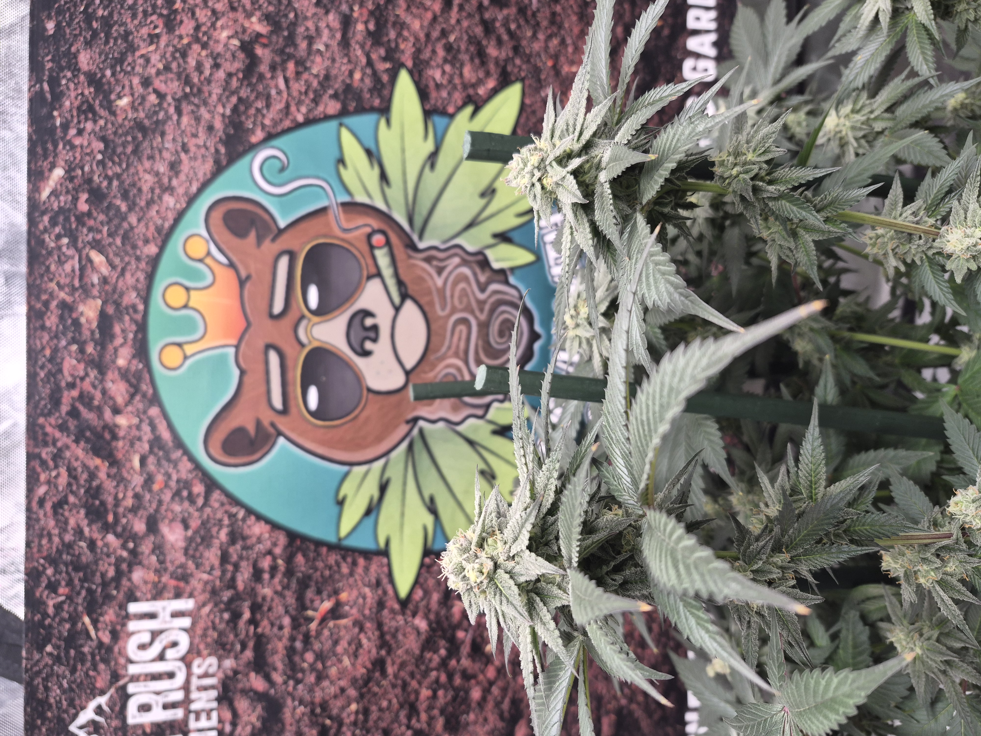 Cannabis Flower update by @grizzly on Internet of Pot