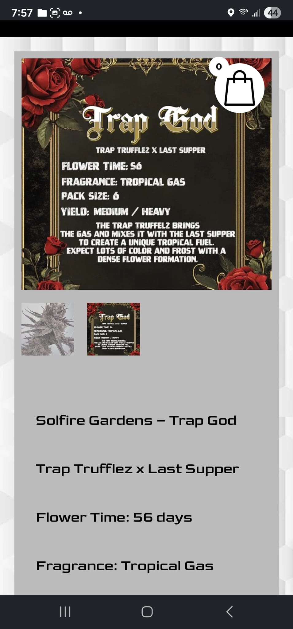 Trap God from SolFire Gardens.  She's got cute cone shaped nugs.  She is the second loudest in the tent.  She's putting out sour berry jolly rancher scents. — photo 3