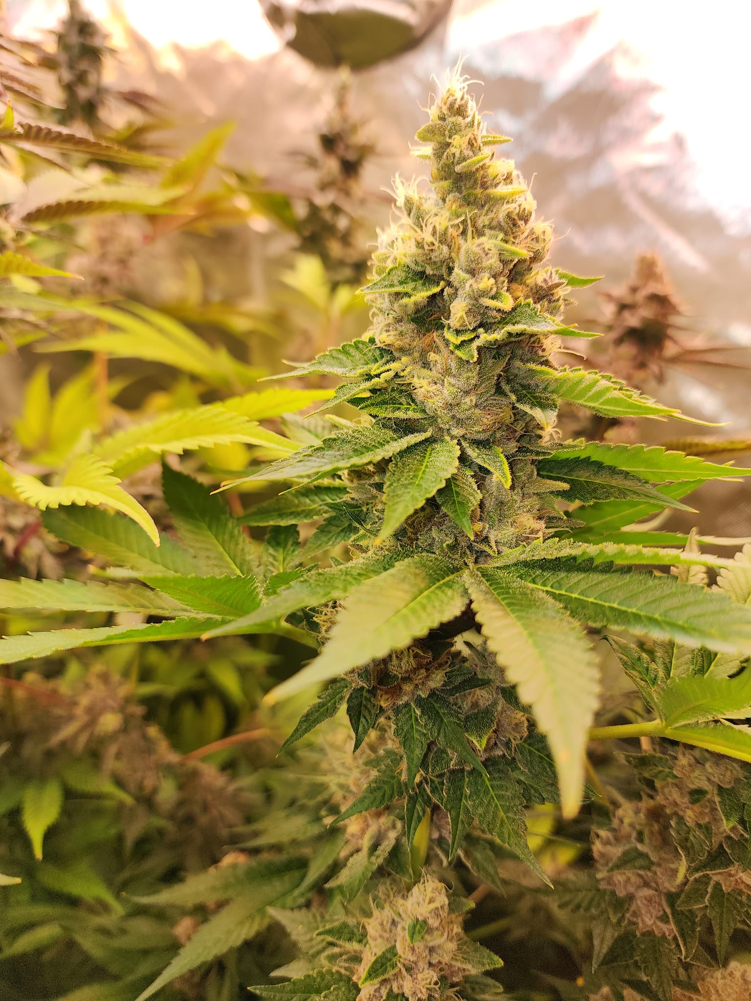 Last entry is Red Hot GMO (green).  She is quite a bit different from her sister.  Her leaves still hold a dark pine green and her large nuggets almost shine.  She stinks of a super glue smell!  I think she's going to be an amazing smoke!