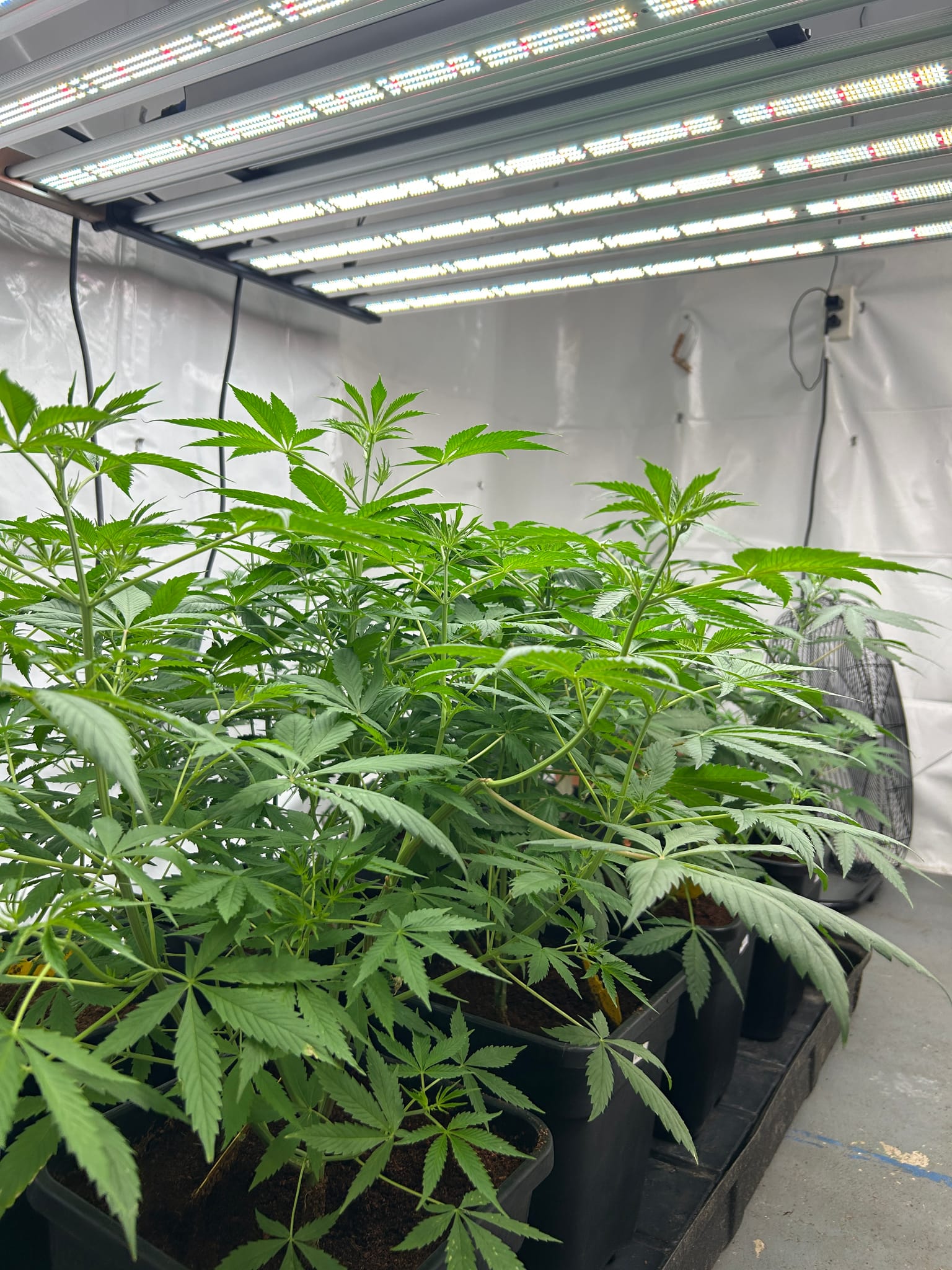 moved into 5gals for cloning and flipping - needed to clean up "lollipop" the lower stems for airflow and to increase bud productivity on the higher nodes