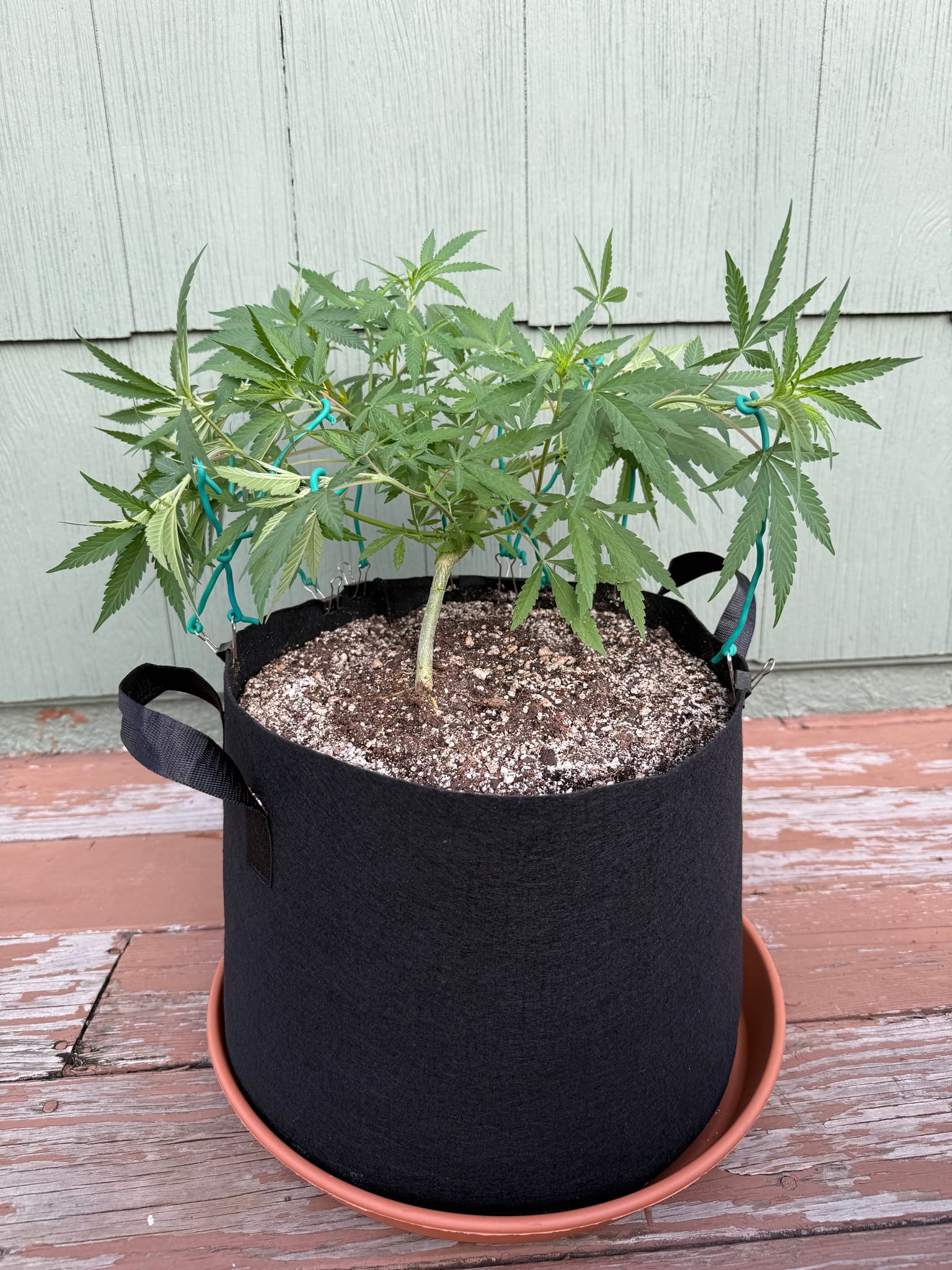 7 Weeks and start of week 8 of Purp 2.0 in the 1 gallon

Don’t forget to check out Loco Lens 👀🙏

IoP was created by founder Keith Kilroy. Sly aka Loco: co-founder & host of CannaConvos