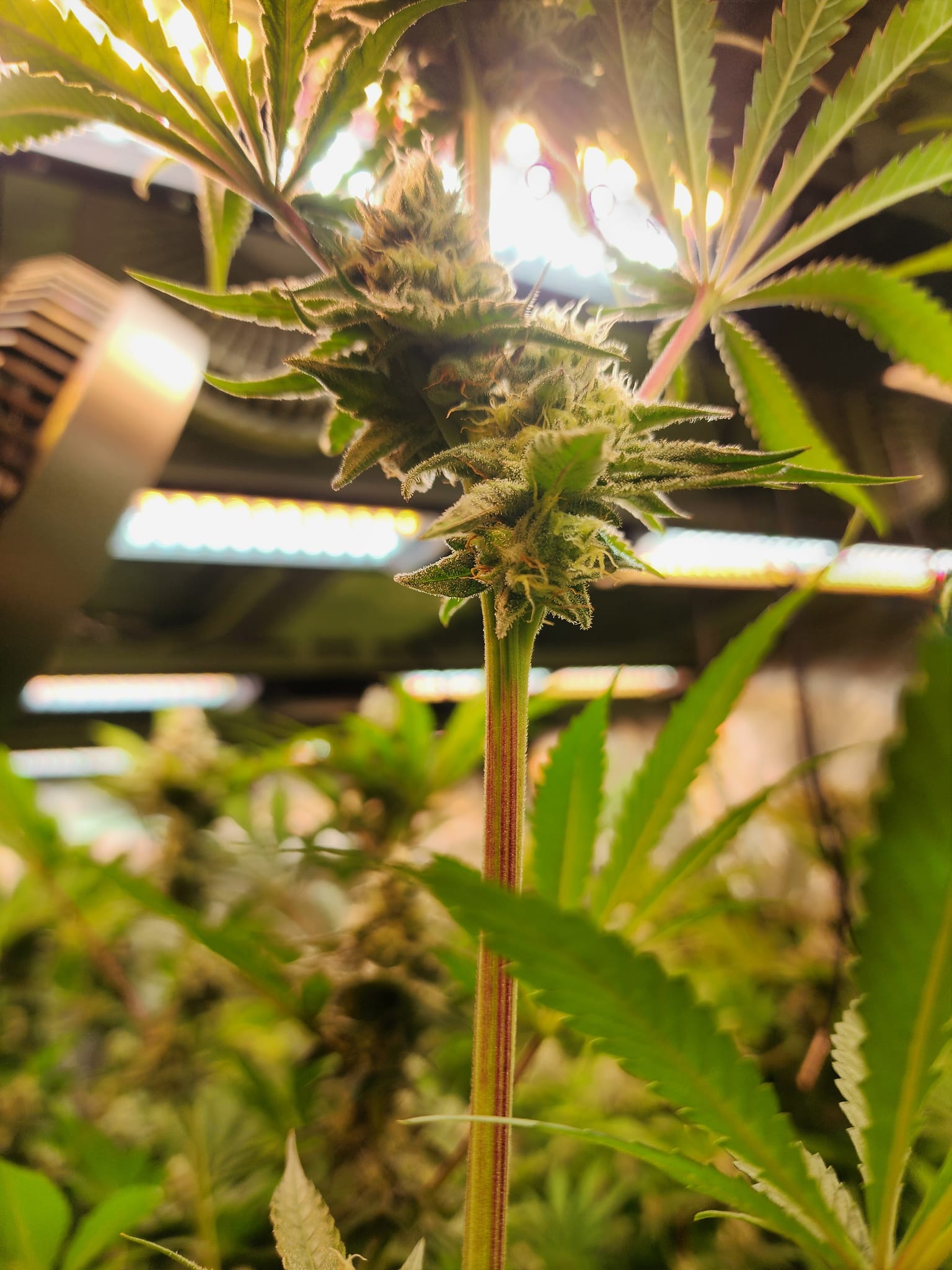 Here we have Grapefruit Emoji from HomeGrowTV.  This one has some odd structures with some flowers almost growing downward.  Probably the widest nodal spacing in the tent.  No heavy terps quite yet,but I do get some watermelon sweetness. — photo 2