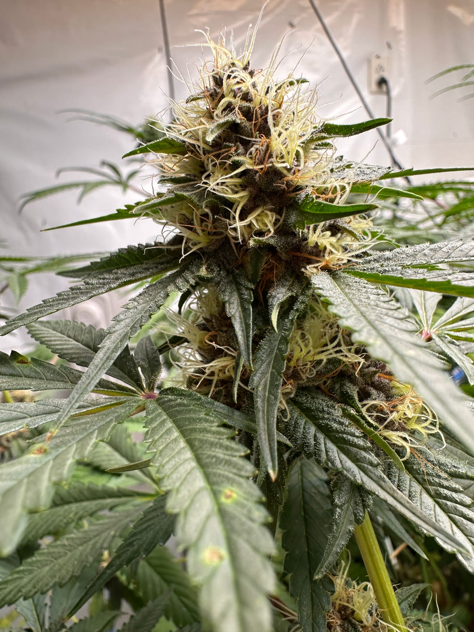 reporting from the flower room 
ladies are looking FOINE
we've got color on two of Jack's Velvet Punch F3's!
Bodhi's Dragons bloods are stacking up well -
The bleeder pheno is not as vigorous as the rest.
The menthol stem rub is still strong on the other pheno that made it to flower. — photo 2