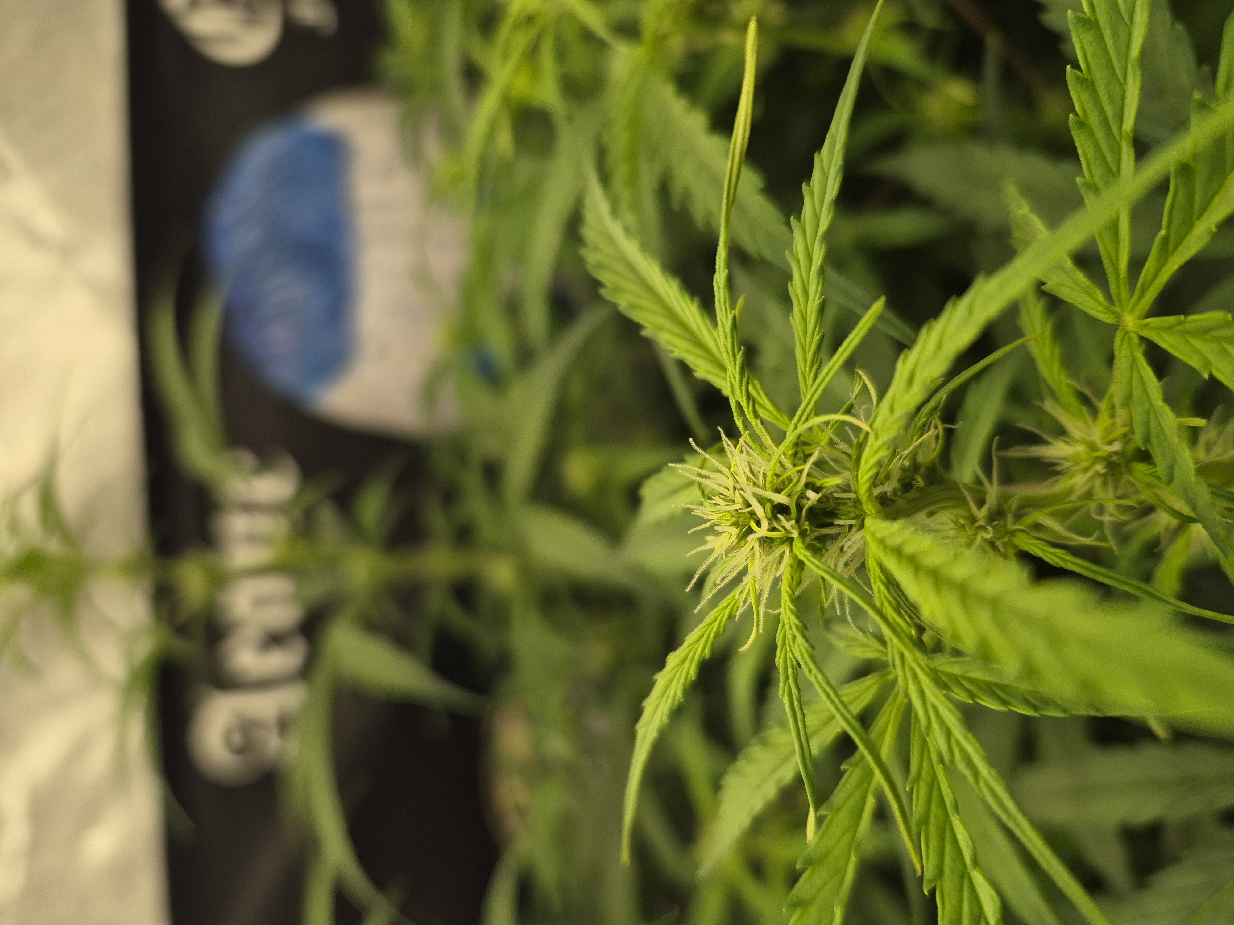 Cannabis grow update by @muskokagrower on Internet of Pot