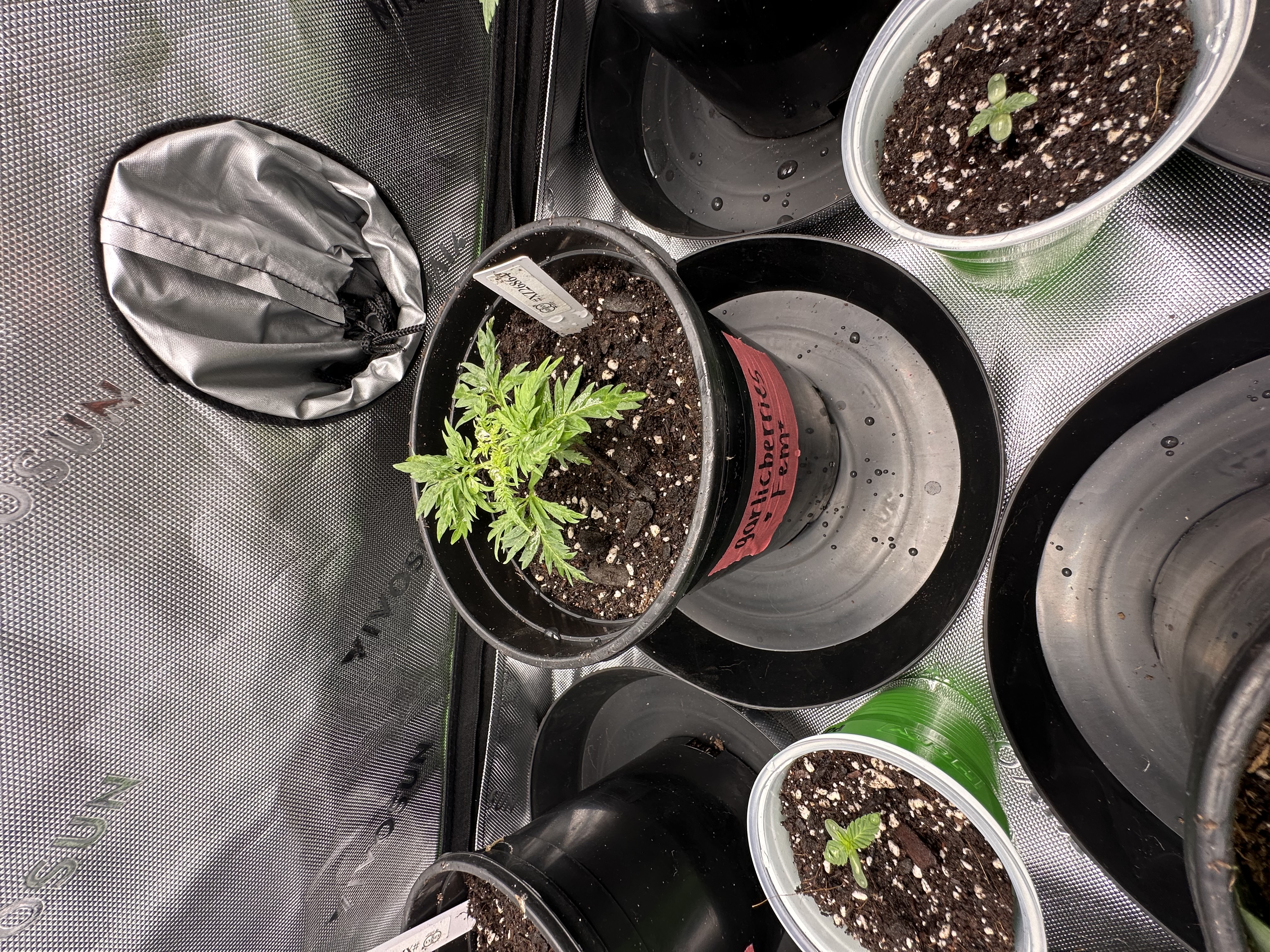 So wild! This seed pack was labeled Garlicberries FEM, but after being tested with FarmerFreeman, it came back as male.
Wild shit mayneeeee β photo 1