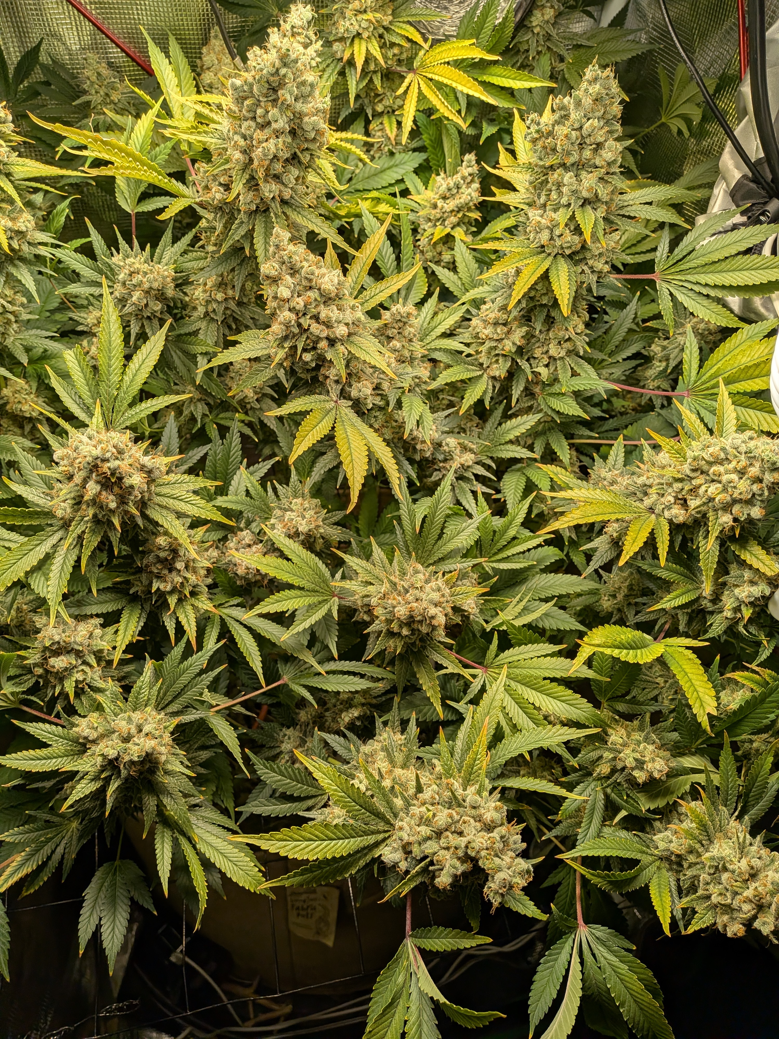 My girl Donna just about done. In the window now from package dates. Another week...maybe more maybe less. Checking daily🔬
What's ur go to on trichomes: mostly cloudy with 10% amber for me. Still messing with that. Only 4 solo plant grows under my belt.