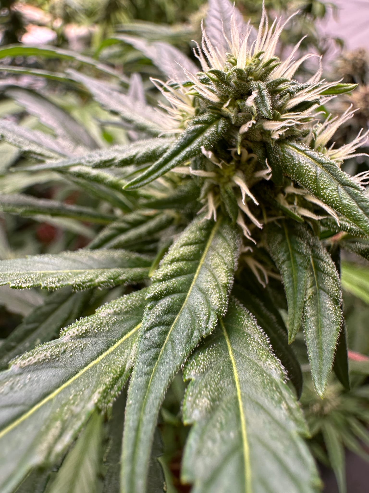 reporting from the flower room 
ladies are looking FOINE
we've got color on two of Jack's Velvet Punch F3's!
Bodhi's Dragons bloods are stacking up well -
The bleeder pheno is not as vigorous as the rest.
The menthol stem rub is still strong on the other pheno that made it to flower. — photo 4