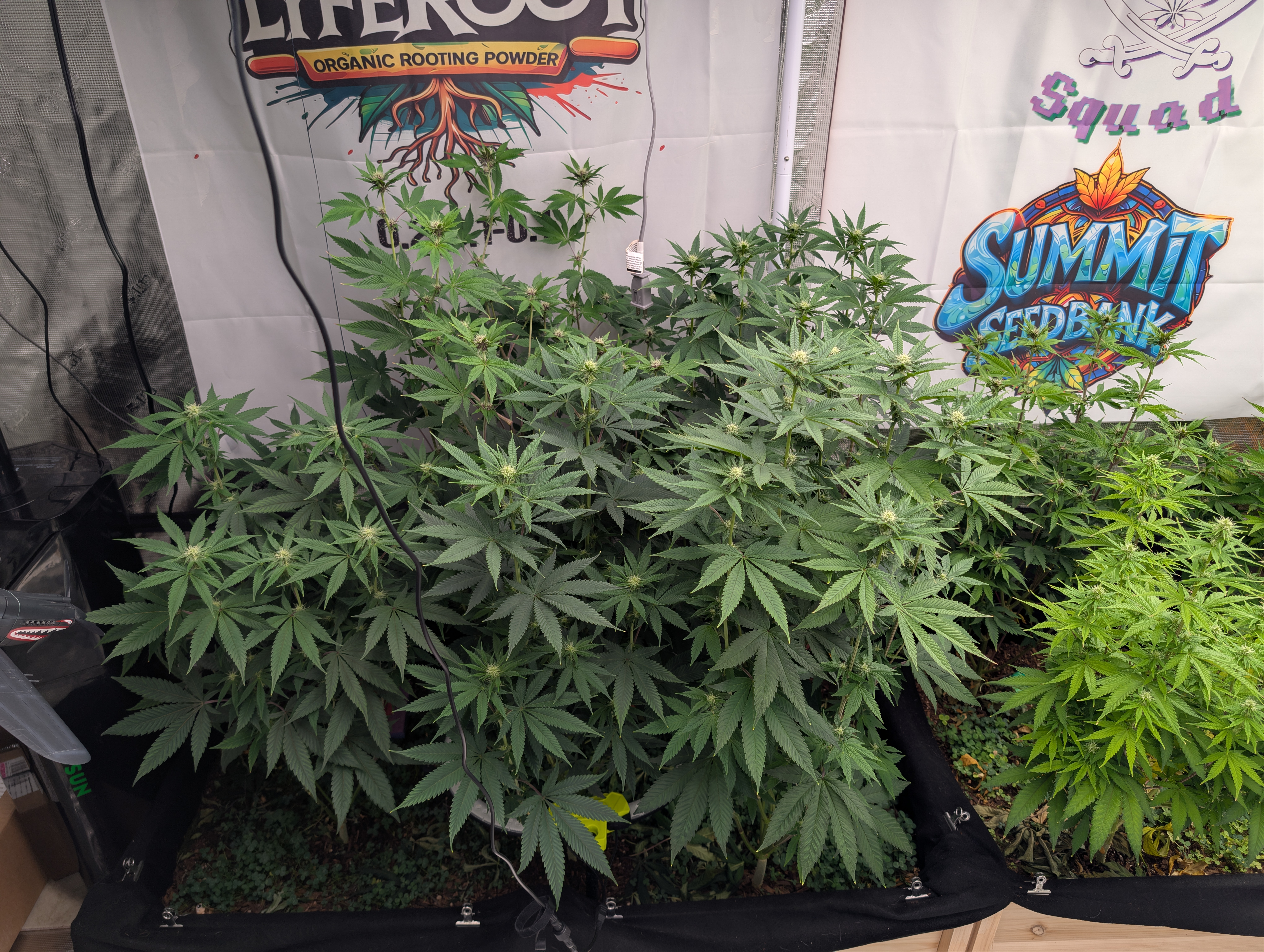 Cannabis Flower update by @thechroniccultivator on Internet of Pot