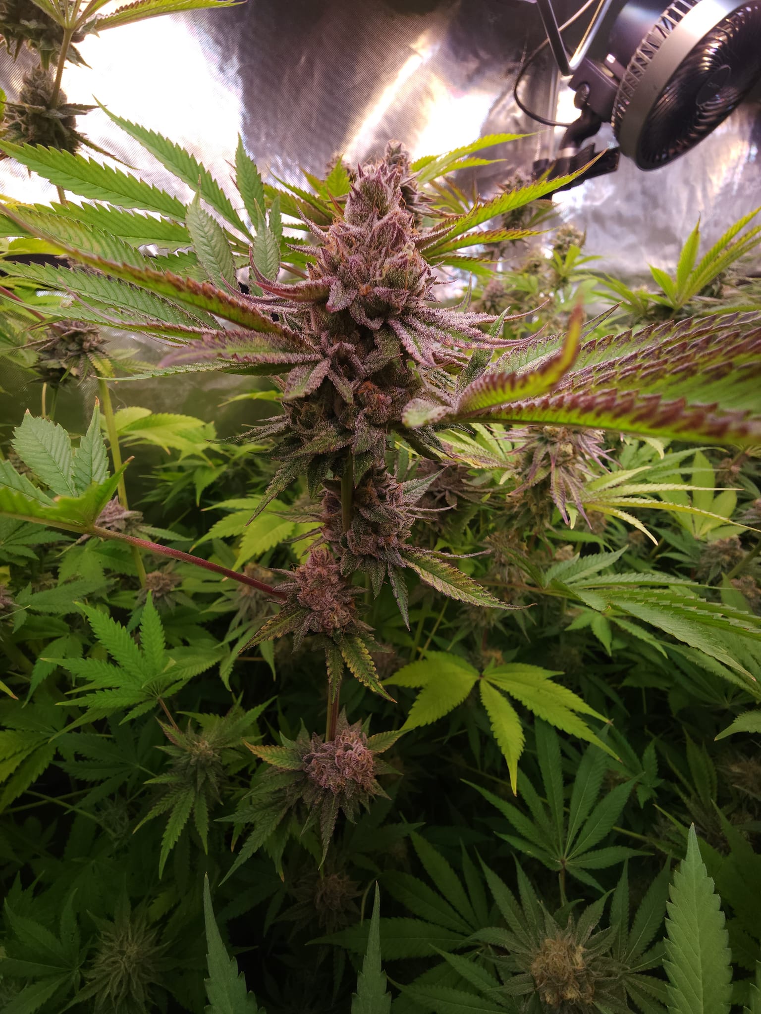 Cannabis grow update by @homegrownfire on Internet of Pot