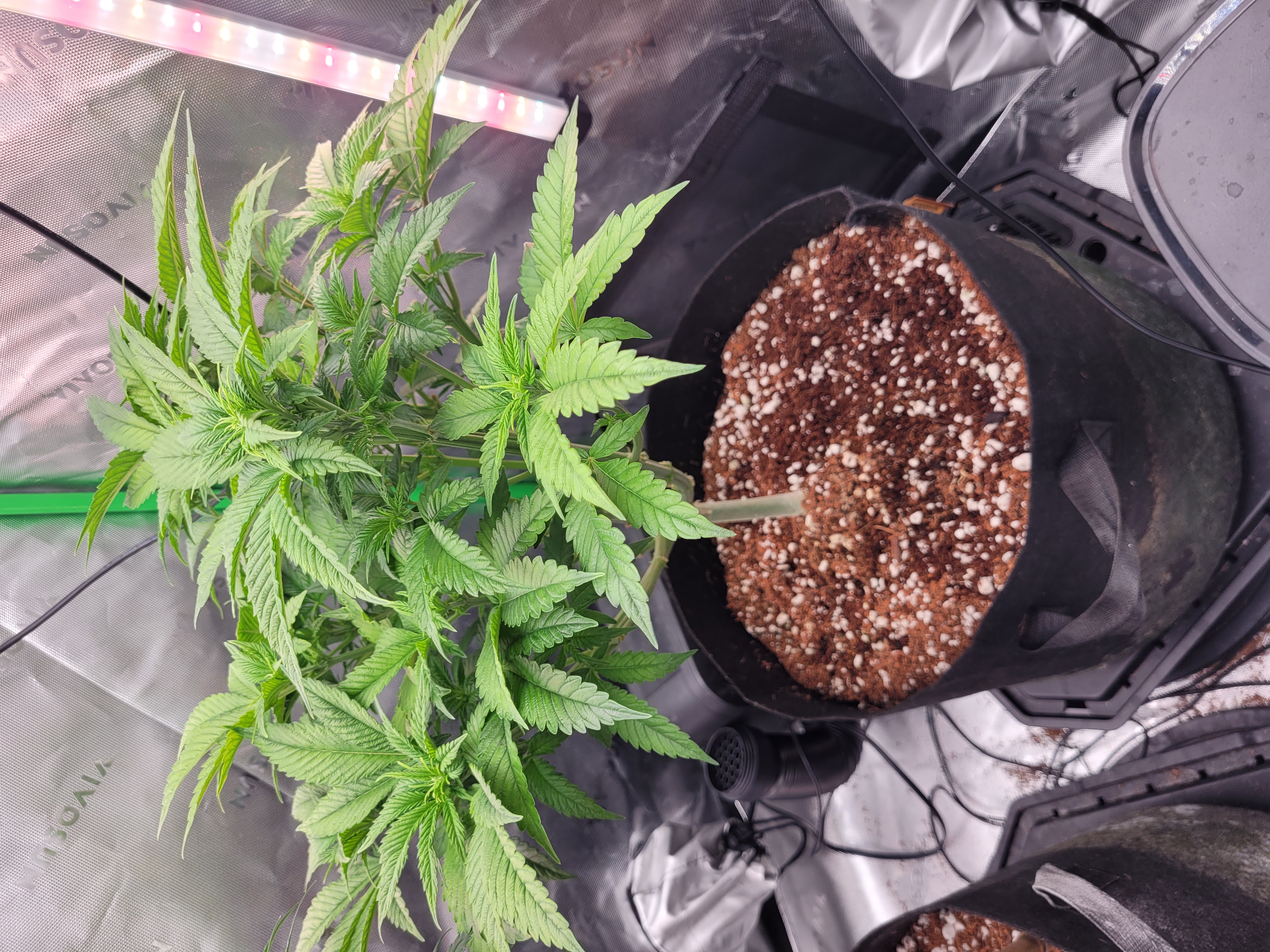 Then I have this issue. Not sure what strain. Not sure if auto or photo. What r ur ideas? What should I do with it, clone, pull put, keep growing? I have no extra room. — photo 3