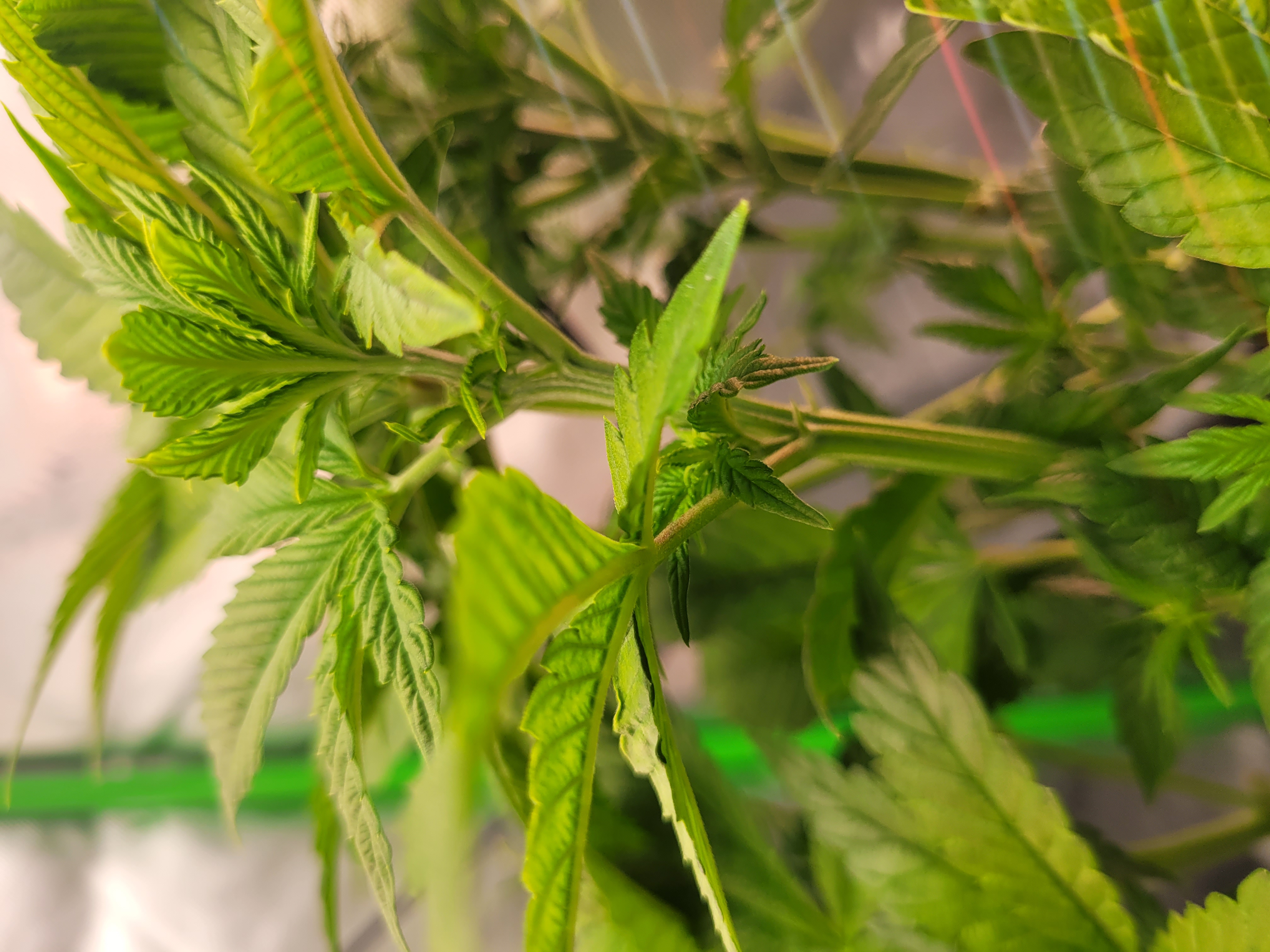 Then I have this issue. Not sure what strain. Not sure if auto or photo. What r ur ideas? What should I do with it, clone, pull put, keep growing? I have no extra room. — photo 2