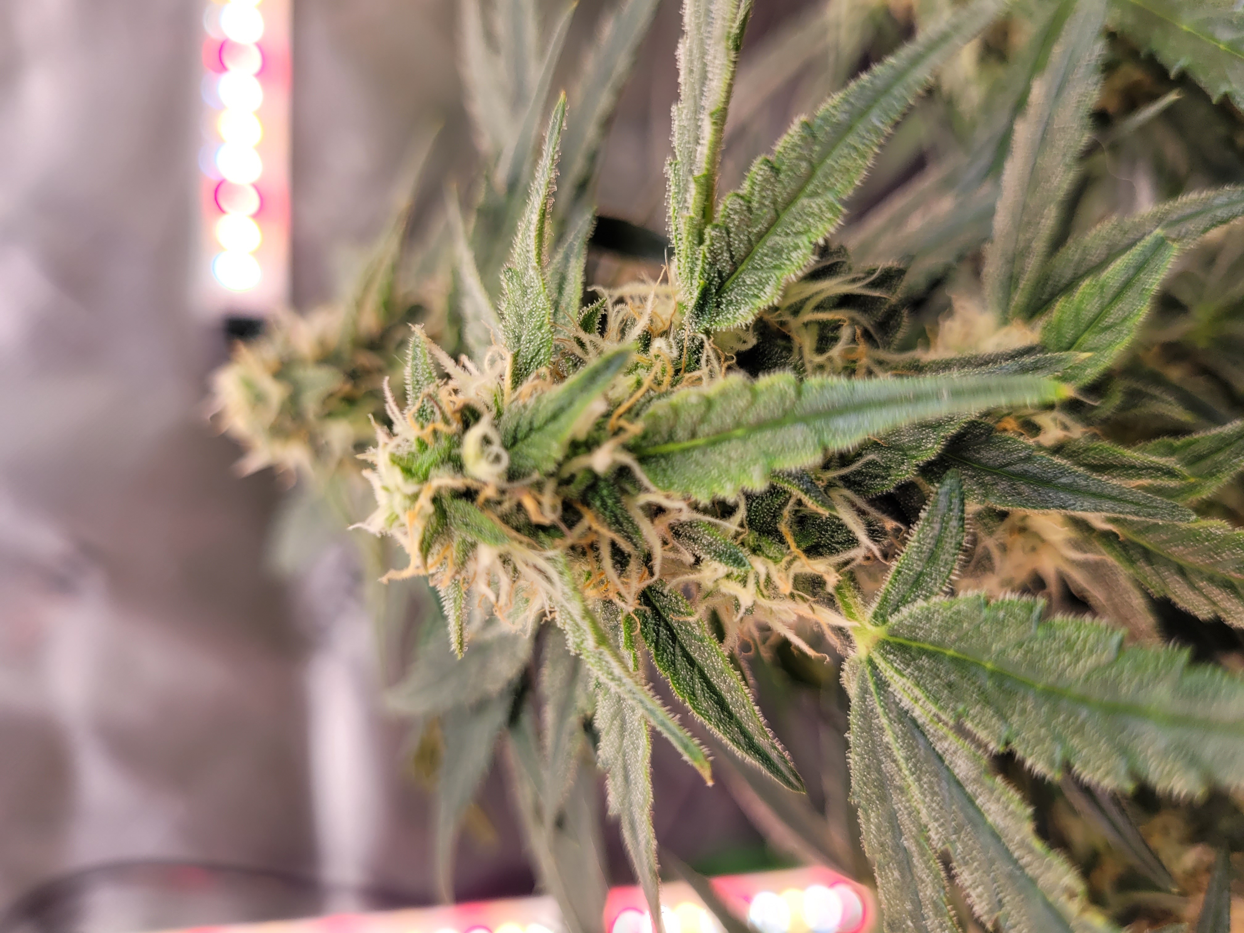 Week 3 flowering.  It's looking good. I 🤩 — photo 1