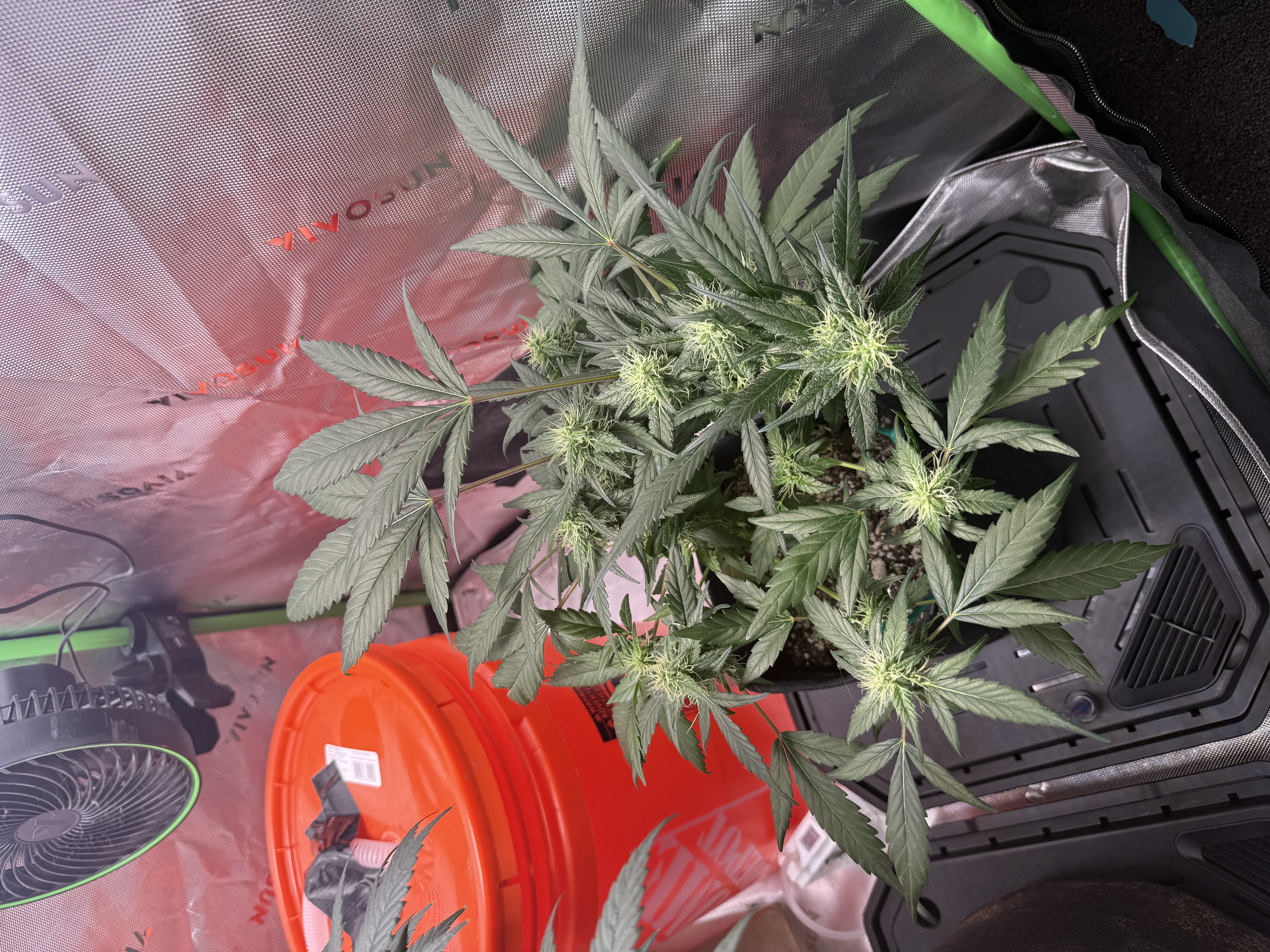 OG Kush Flower update by @mrbroccoliman38563 on Internet of Pot