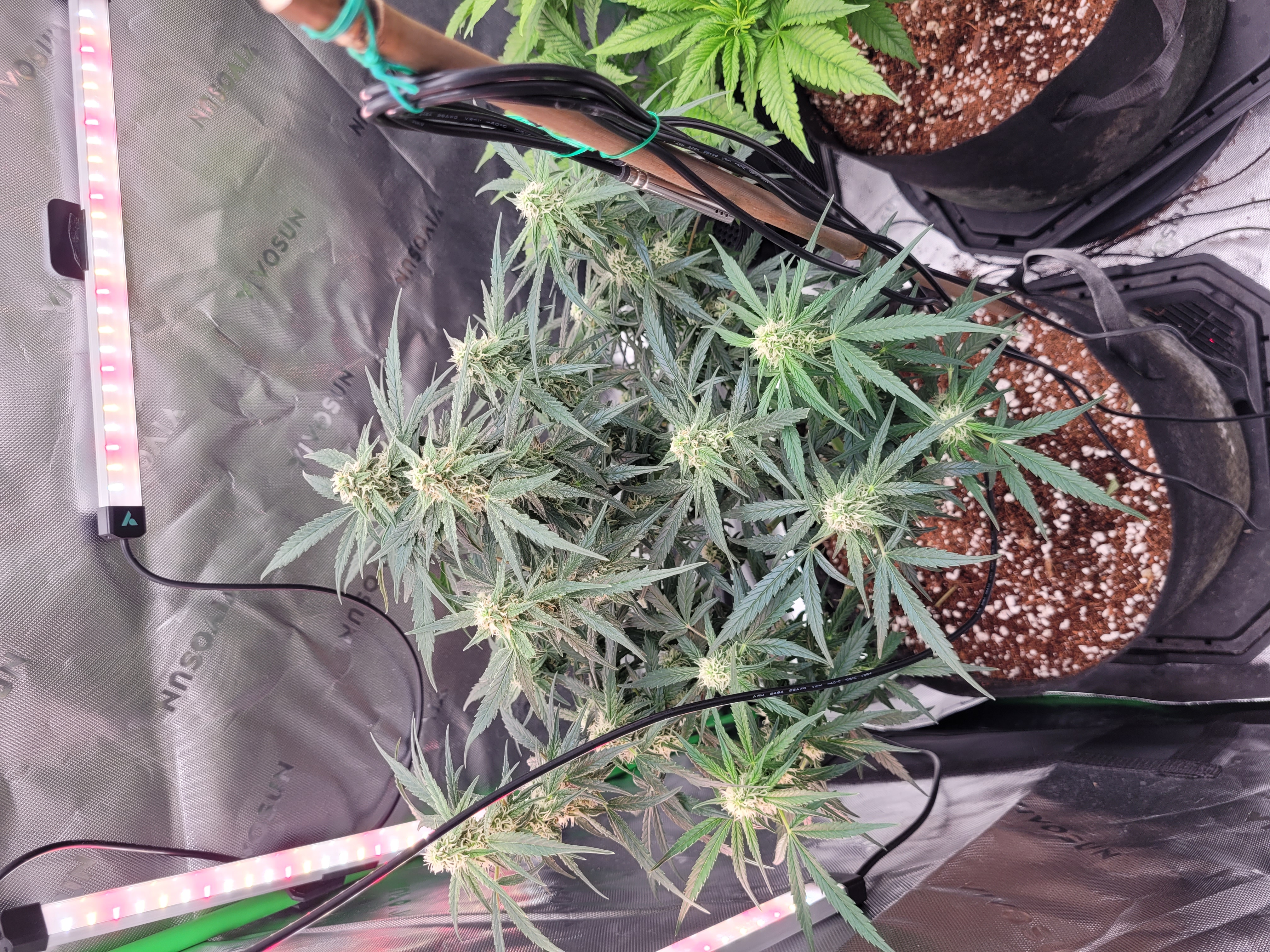 Week 3 flowering.  It's looking good. I 🤩 — photo 4
