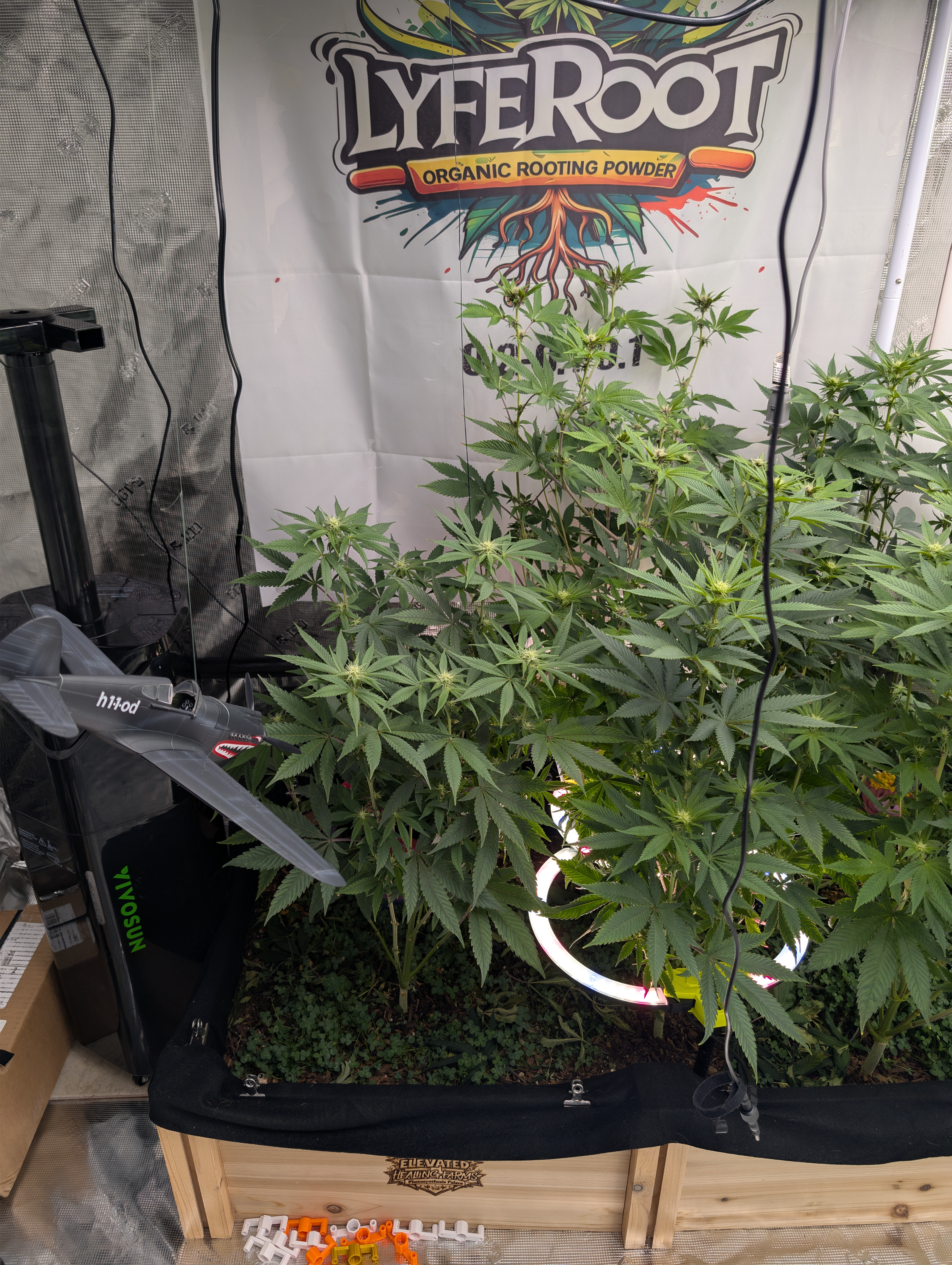 Cannabis Flower update by @thechroniccultivator on Internet of Pot