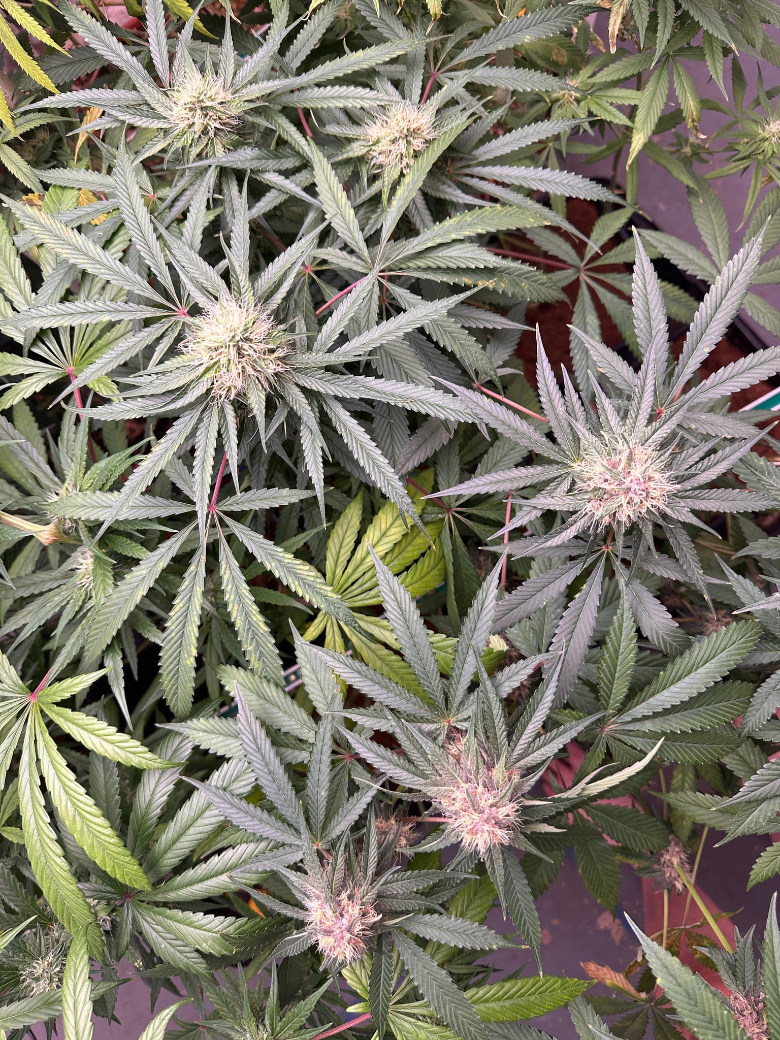 reporting from the flower room 
ladies are looking FOINE
we've got color on two of Jack's Velvet Punch F3's!
Bodhi's Dragons bloods are stacking up well -
The bleeder pheno is not as vigorous as the rest.
The menthol stem rub is still strong on the other pheno that made it to flower. — photo 1