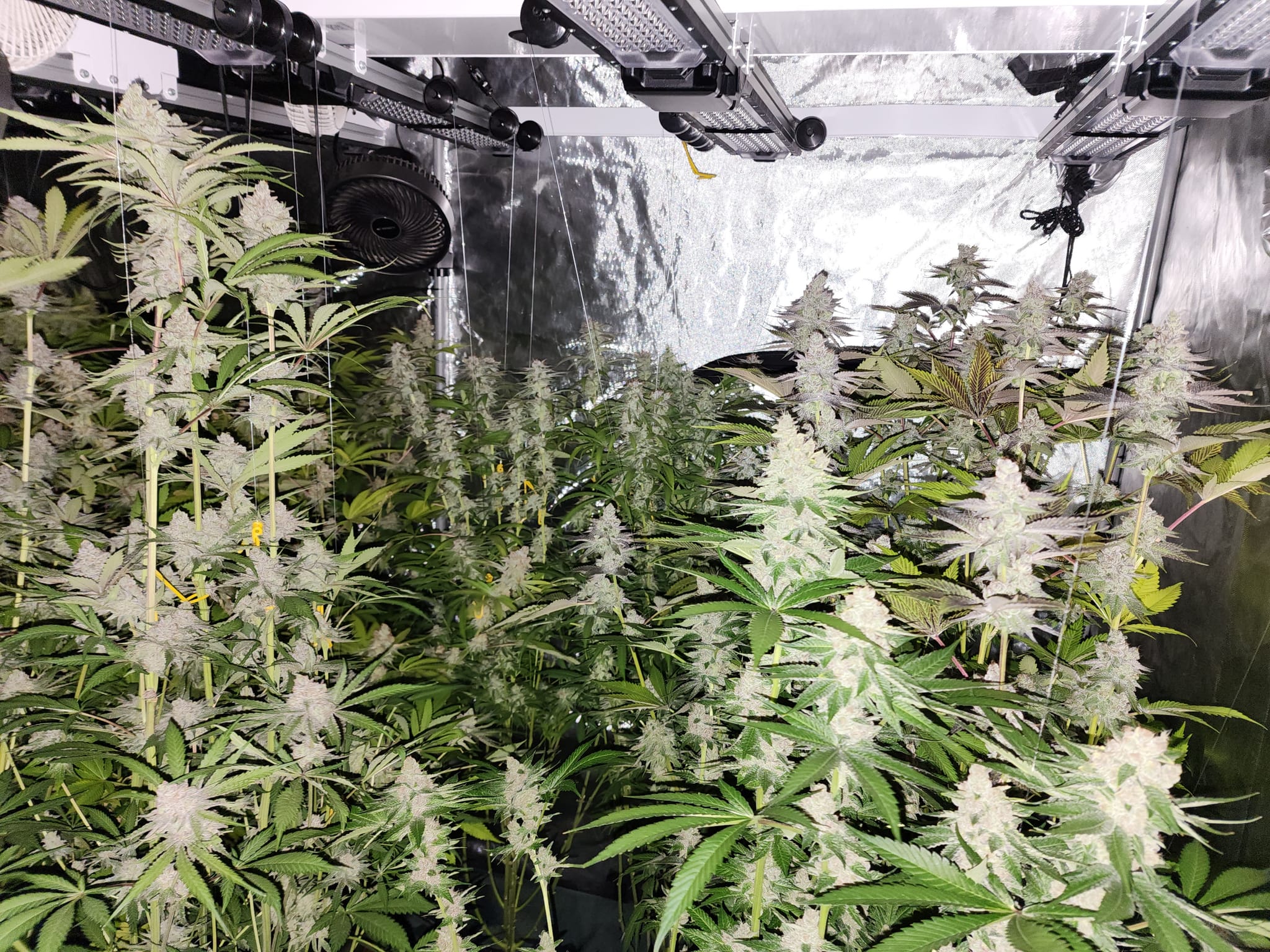 Just updated the grow log for my tent!  I think my next update will be right before chop.  Just finished week 7!  The plan is to harvest around week 10, so 3 weeks to go.   Here's some night shots! — photo 3