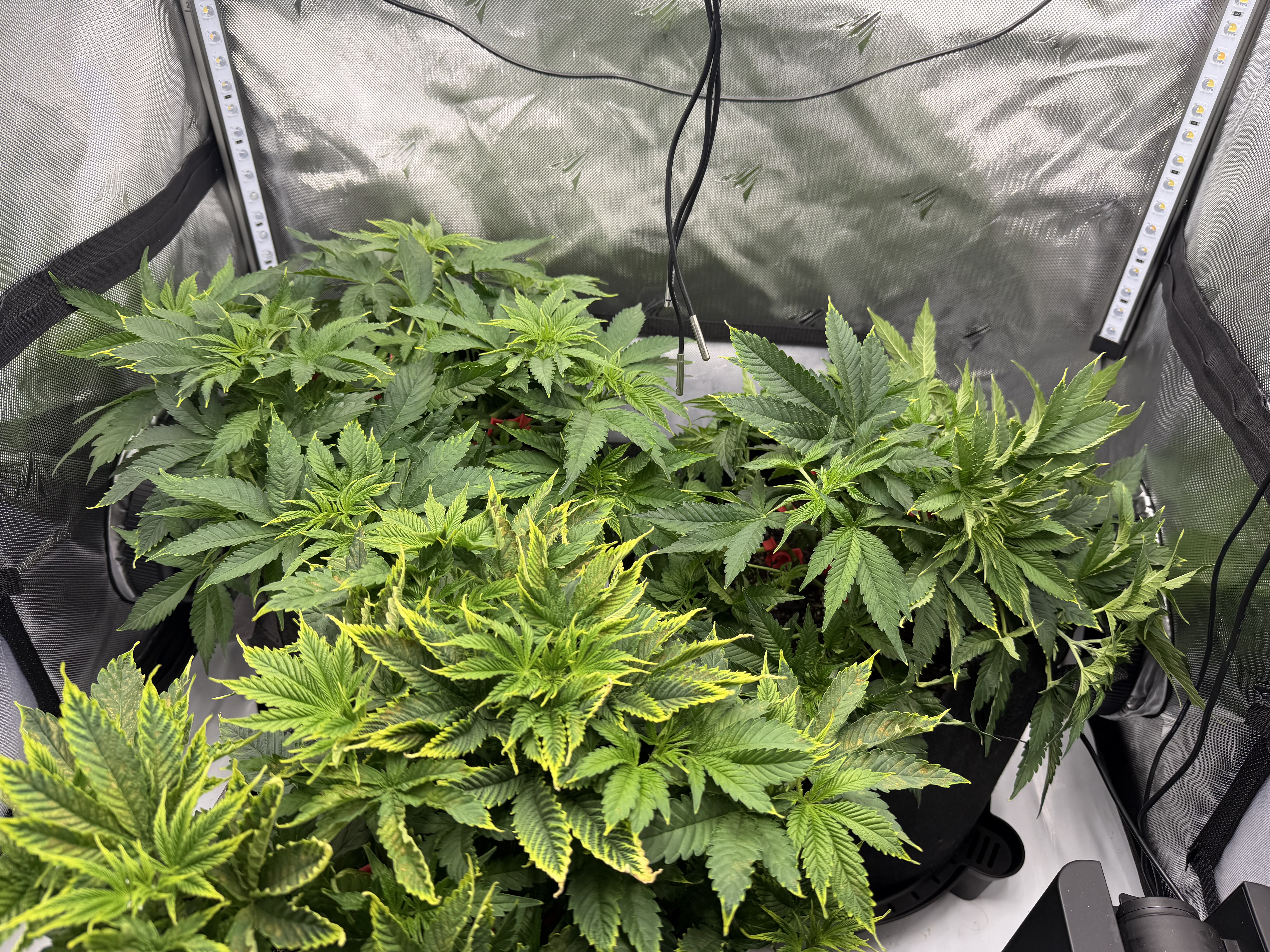 My 2nd yr growing indoors I’m still a newbie. Running chill out og. I have growdots in the soil and I was curious bout runoff because I never done it before… and I wanted to check its ph and I did. I only did one and it’s that single one in front. And I also broke the main cola LST them 😆 I left it and now it looks like it’s healing. But after the flush oh man lol did I mess up. I let her dry out several days. Now I’m continuing to water her and she’s bouncing back. I was supposed to flip today but I’ll give her another week — photo 3