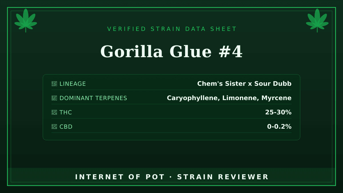 Gorilla Glue #4

🌿 Lineage: Chem's Sister x Sour Dubb, with Chocolate Diesel as the third parent in this three-way cross
🧬 Dominant Terpenes: Caryophyllene, Limonene, Myrcene
📊 Average THC/CBD: THC 25-30% / CBD 0-0.2%
🧠 Reported Profile: This strain features a pungent diesel and chocolate-earth aroma. It is widely known for producing extremely sticky, resin-heavy buds and delivering heavy sedation.

Have you had this in your tent or your bowl? Drop your real photos and reviews below. 👇 — photo 1