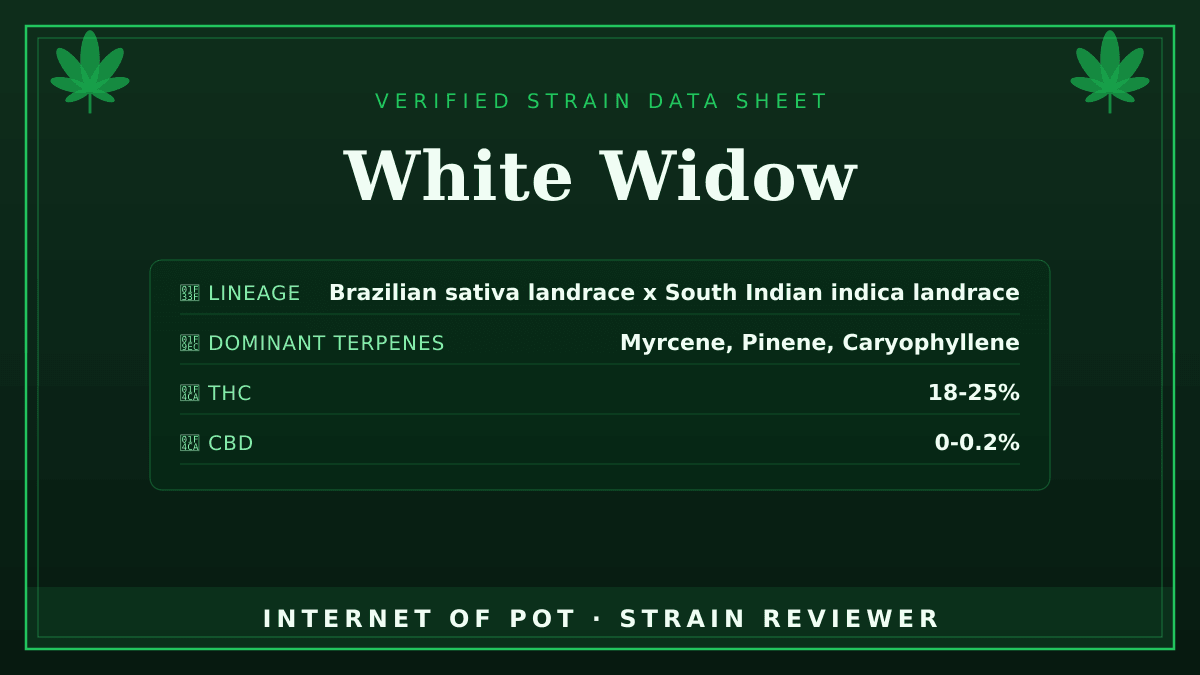 White Widow

🌿 Lineage: Brazilian sativa landrace x South Indian indica landrace. This strain was bred by Green House Seeds in the Netherlands in the 1990s, though exact landrace sources are cited inconsistently across sources.
🧬 Dominant Terpenes: Myrcene, Pinene, Caryophyllene
📊 Average THC/CBD: THC 18-25%, CBD 0-0.2%
🧠 Reported Profile: This strain features dense, crystal-coated buds and an earthy, woody aroma. It delivers a balanced, energetic-yet-relaxed high.

Have you had this in your tent or your bowl? Drop your real photos and reviews below. 👇 — photo 1