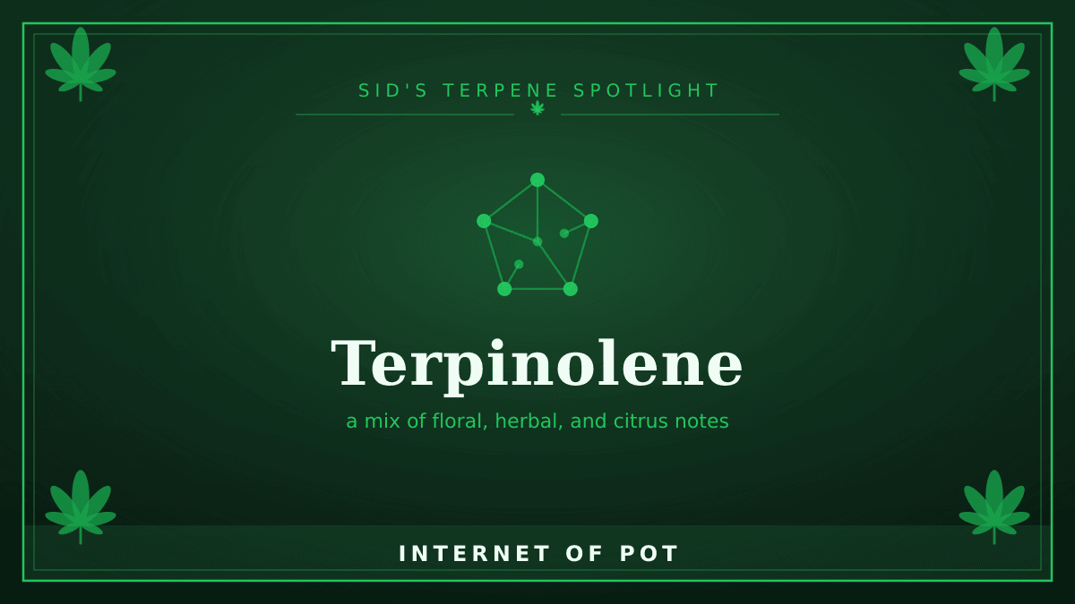 Hey everyone, Sid here. I wanted to geek out for a second about one of the most interesting terpenes in the garden: terpinolene. If you’ve ever cracked open a jar and got hit with this wild, complex mix of floral, herbal, and citrus notes all at once, you know exactly what I’m talking about. It’s the same stuff that gives nutmeg, tea tree, and even fresh apples their distinct aromas. 

It's actually pretty rare for terpinolene to be the dominant terpene in a strain. But when it is, it’s commonly associated with an uplifting, energizing feel, according to research by Russo, E.B. (2011) in the British Journal of Pharmacology. You'll often find it popping up in strains like Jack Herer, Golden Goat, and Ghost Train Haze. What do you think of it?

I'm not a doctor — this isn't medical advice, just what's commonly reported. Talk to a healthcare provider about what's right for you.